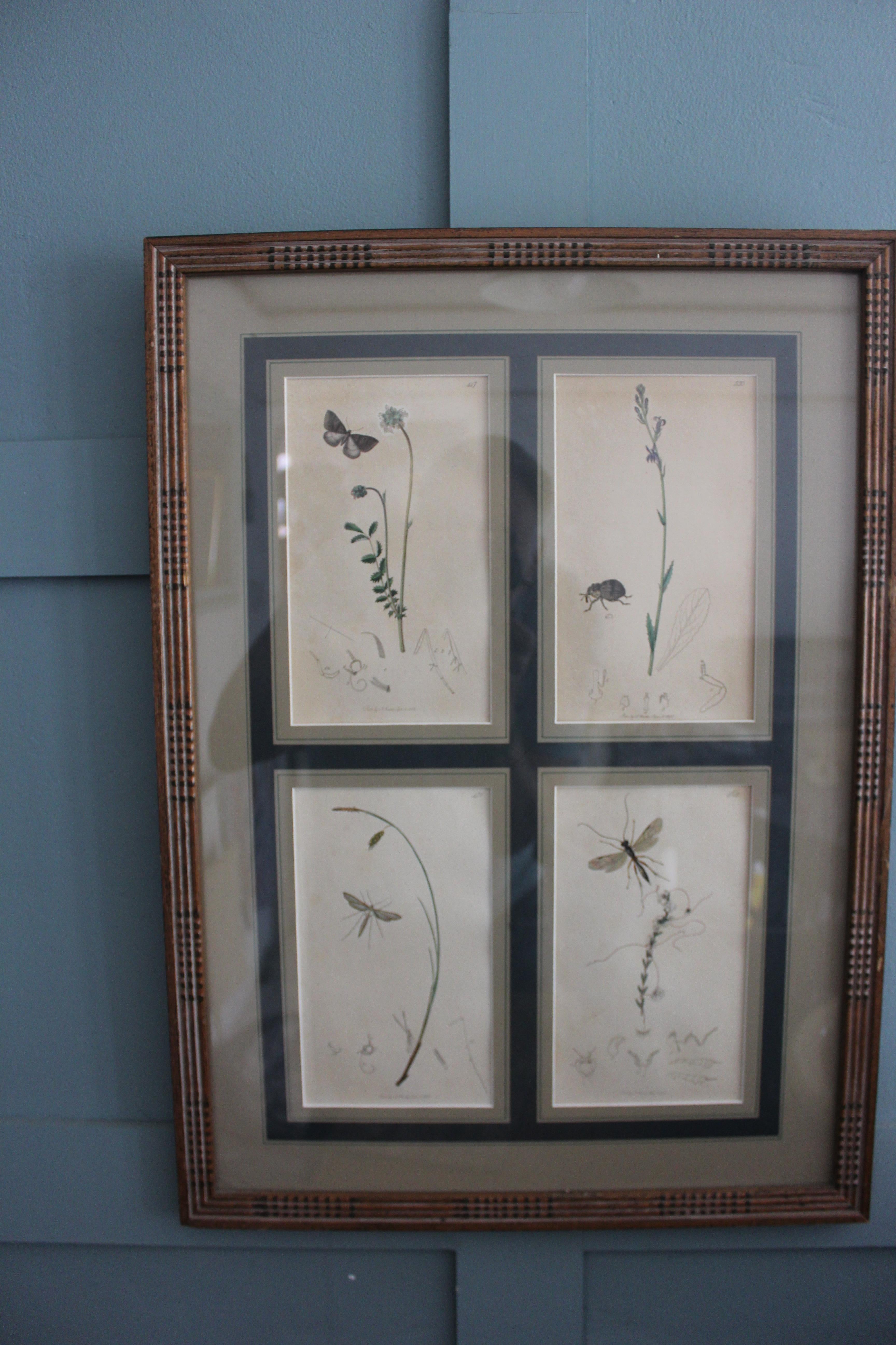 botanische Stiche von Blumen und Insekten aus dem 19. Jahrhundert im Angebot 6