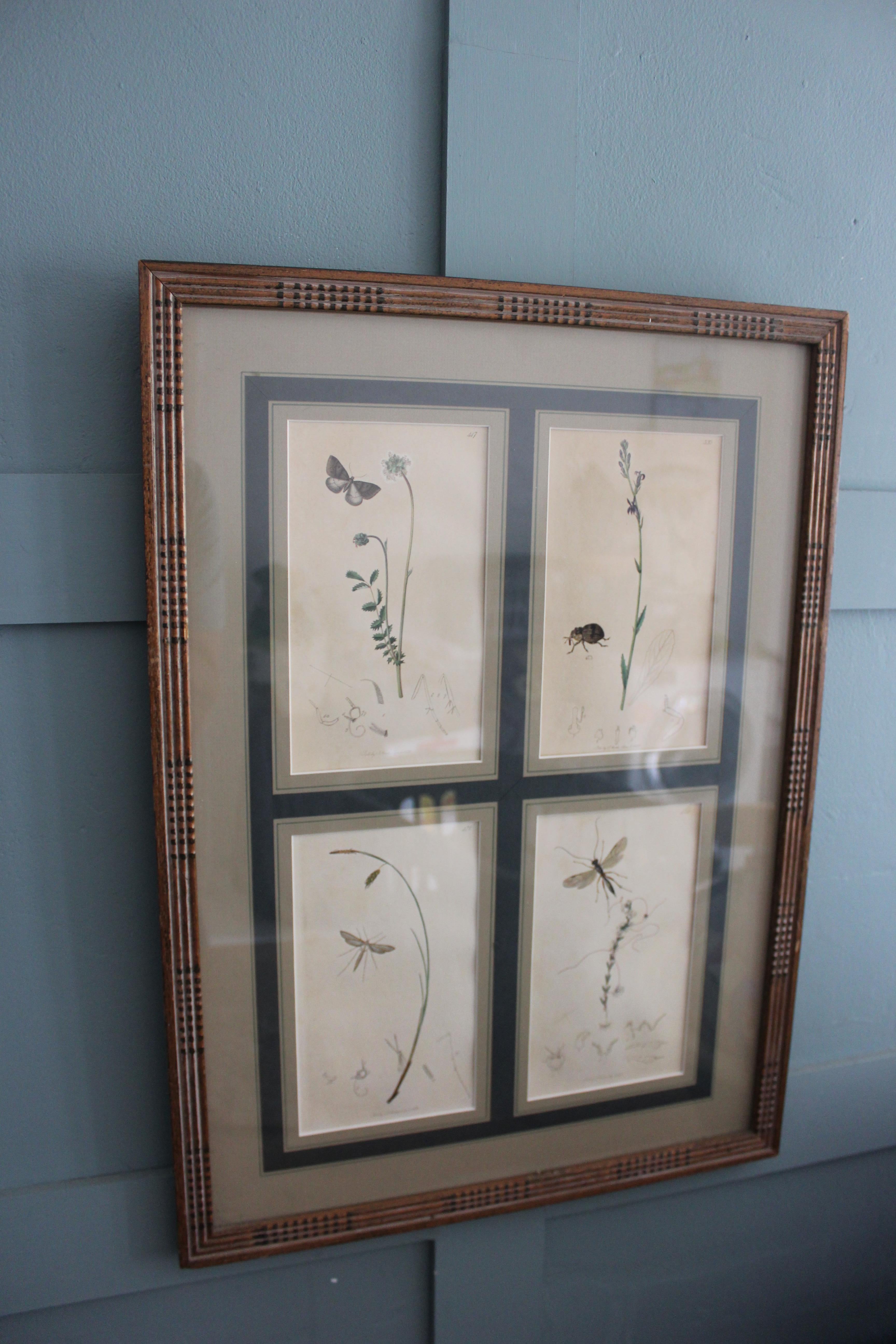 botanische Stiche von Blumen und Insekten aus dem 19. Jahrhundert im Angebot 7