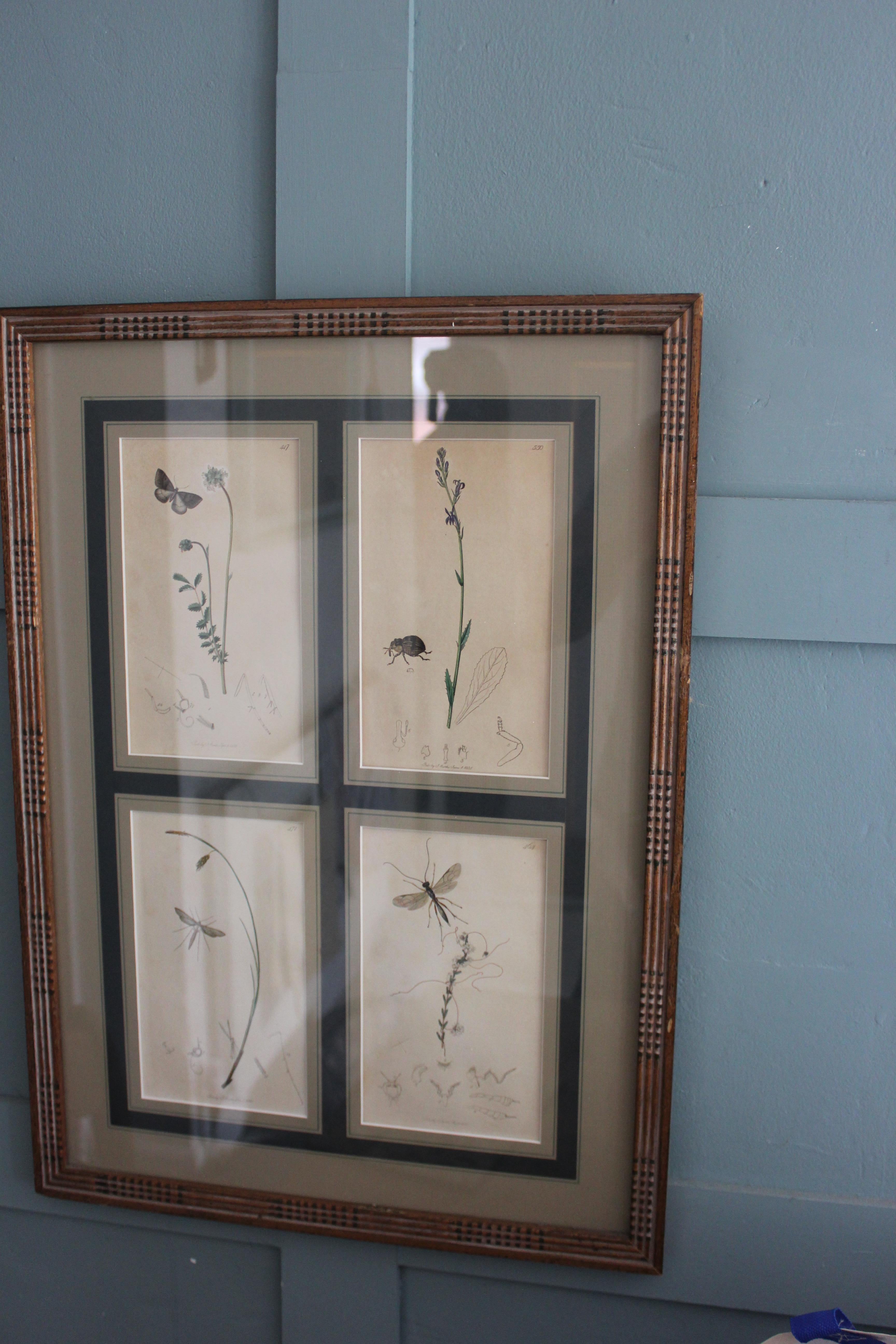 botanische Stiche von Blumen und Insekten aus dem 19. Jahrhundert im Angebot 8