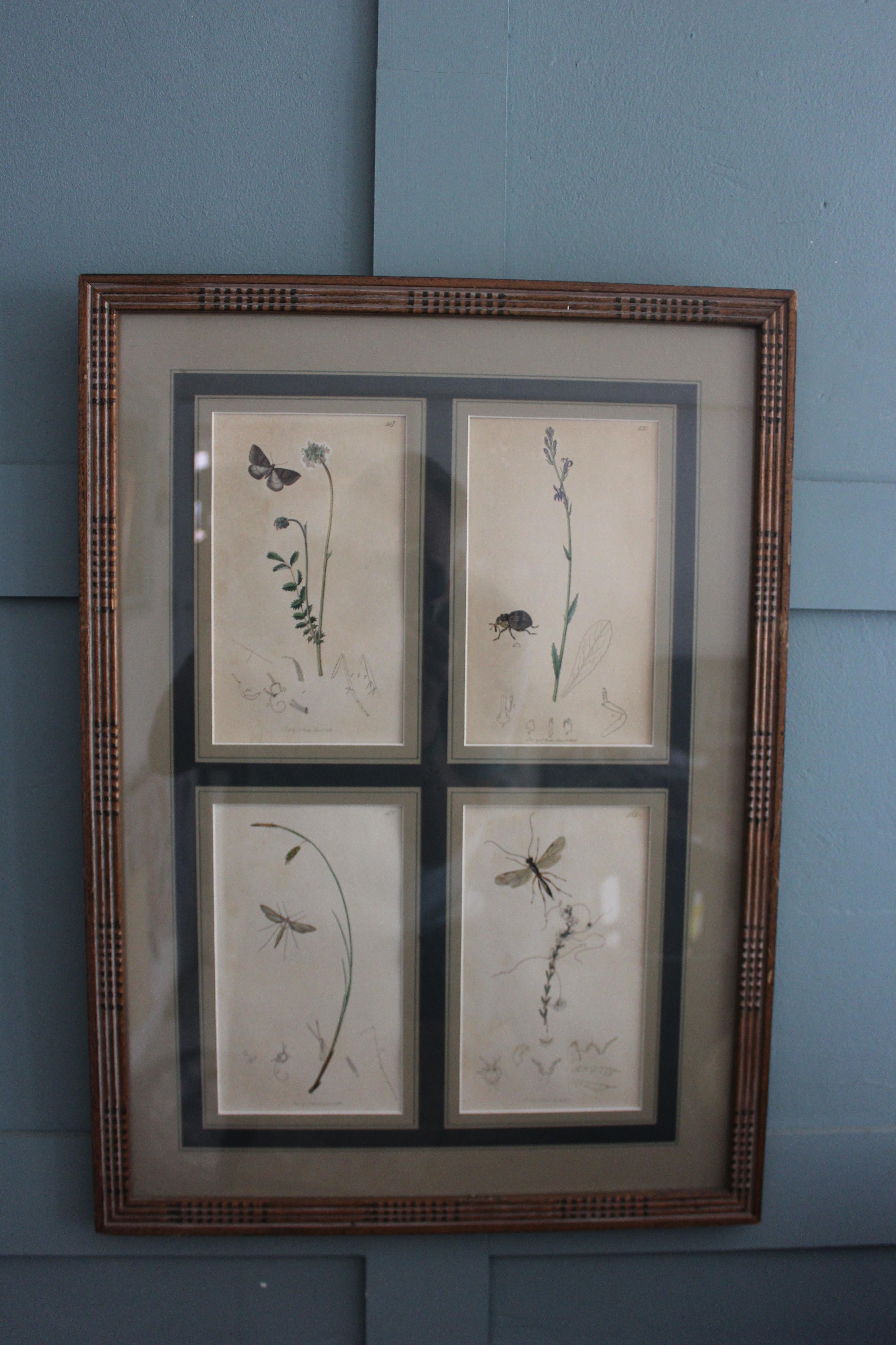 botanische Stiche von Blumen und Insekten aus dem 19. Jahrhundert im Angebot 9