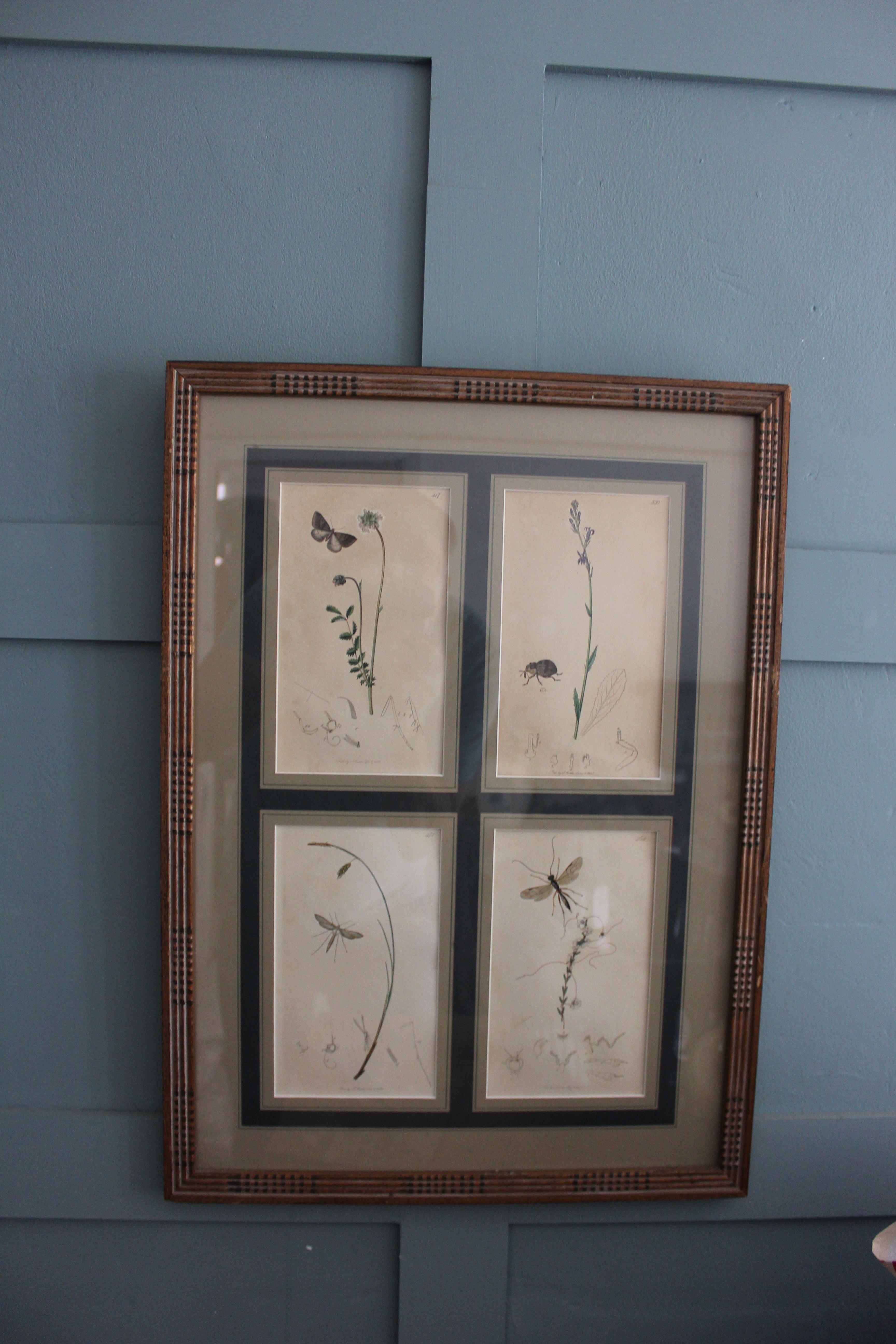 botanische Stiche von Blumen und Insekten aus dem 19. Jahrhundert im Angebot 10