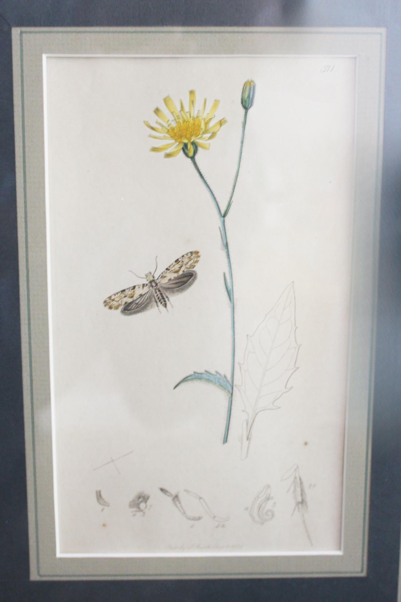 botanische Stiche von Blumen und Insekten aus dem 19. Jahrhundert (Englisch) im Angebot