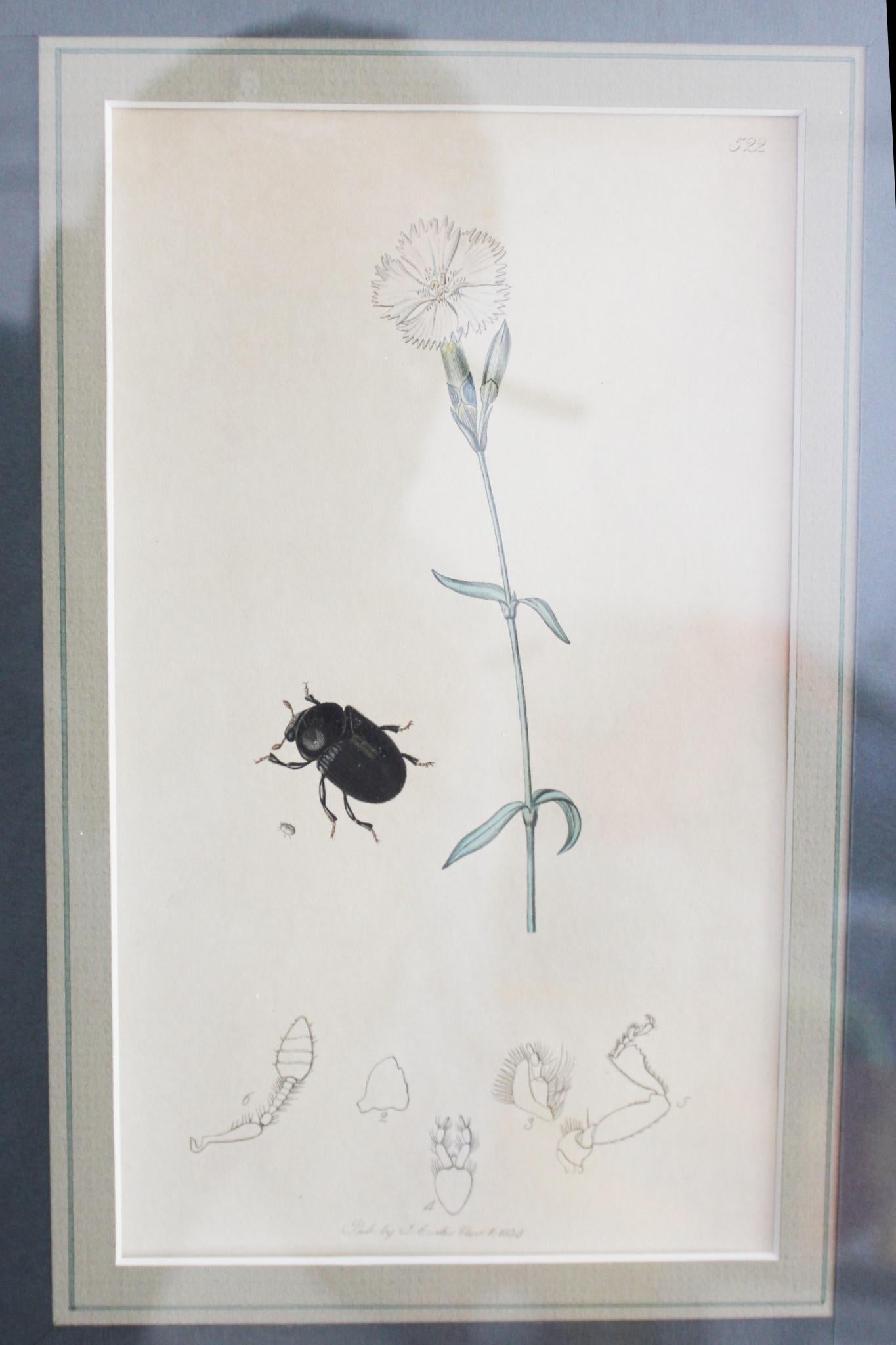 botanische Stiche von Blumen und Insekten aus dem 19. Jahrhundert (Graviert) im Angebot