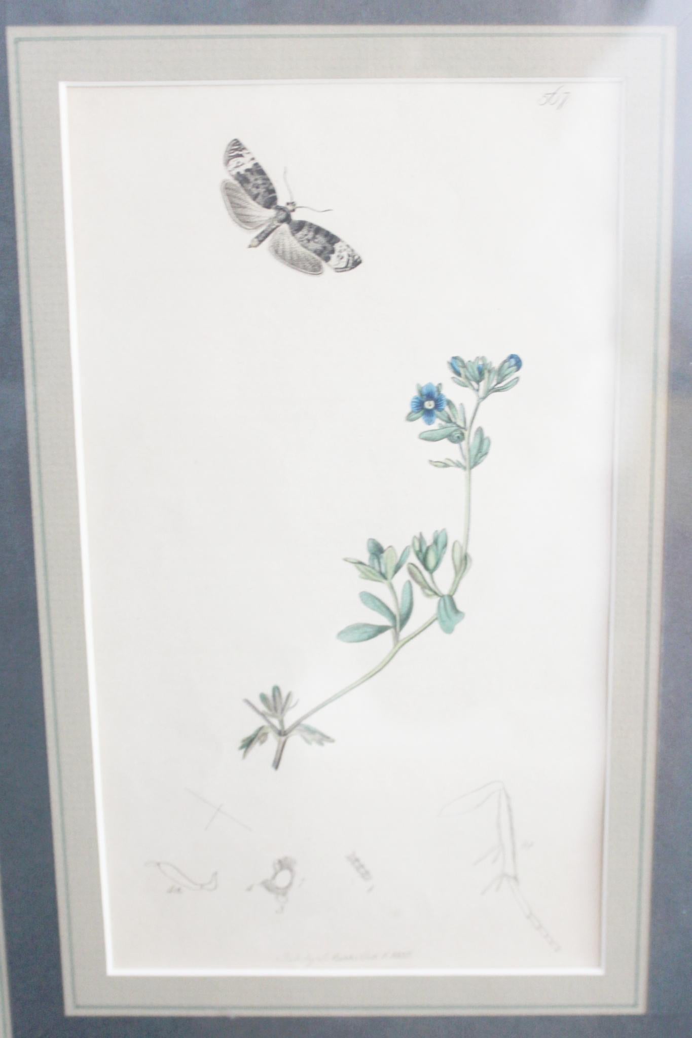 botanische Stiche von Blumen und Insekten aus dem 19. Jahrhundert im Zustand „Gut“ im Angebot in Seaford, GB