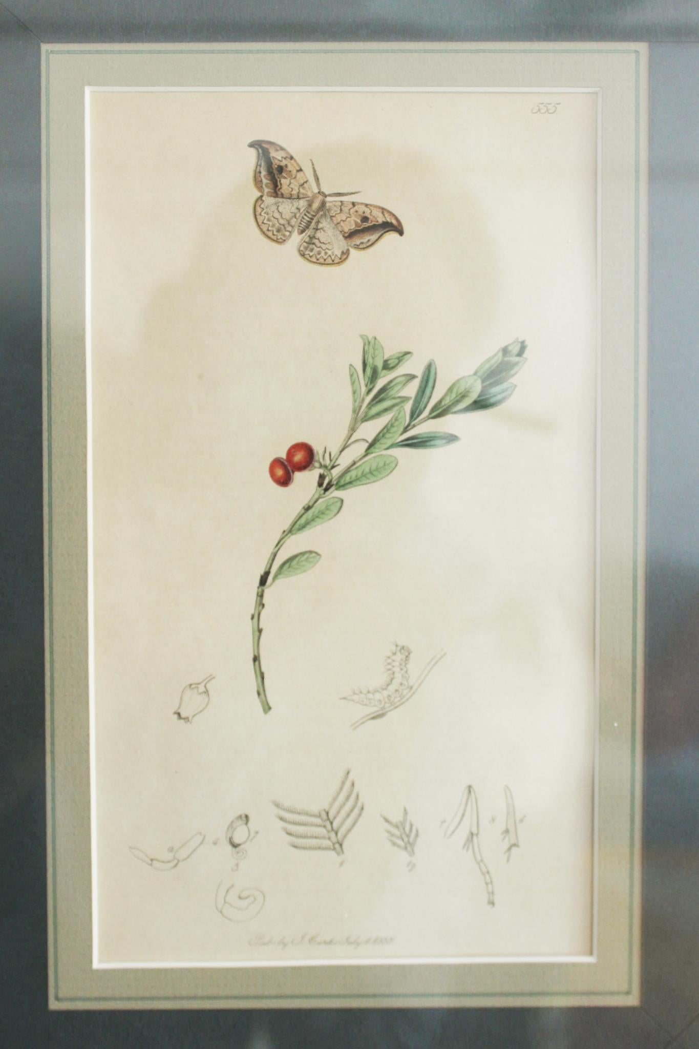 botanische Stiche von Blumen und Insekten aus dem 19. Jahrhundert (Papier) im Angebot