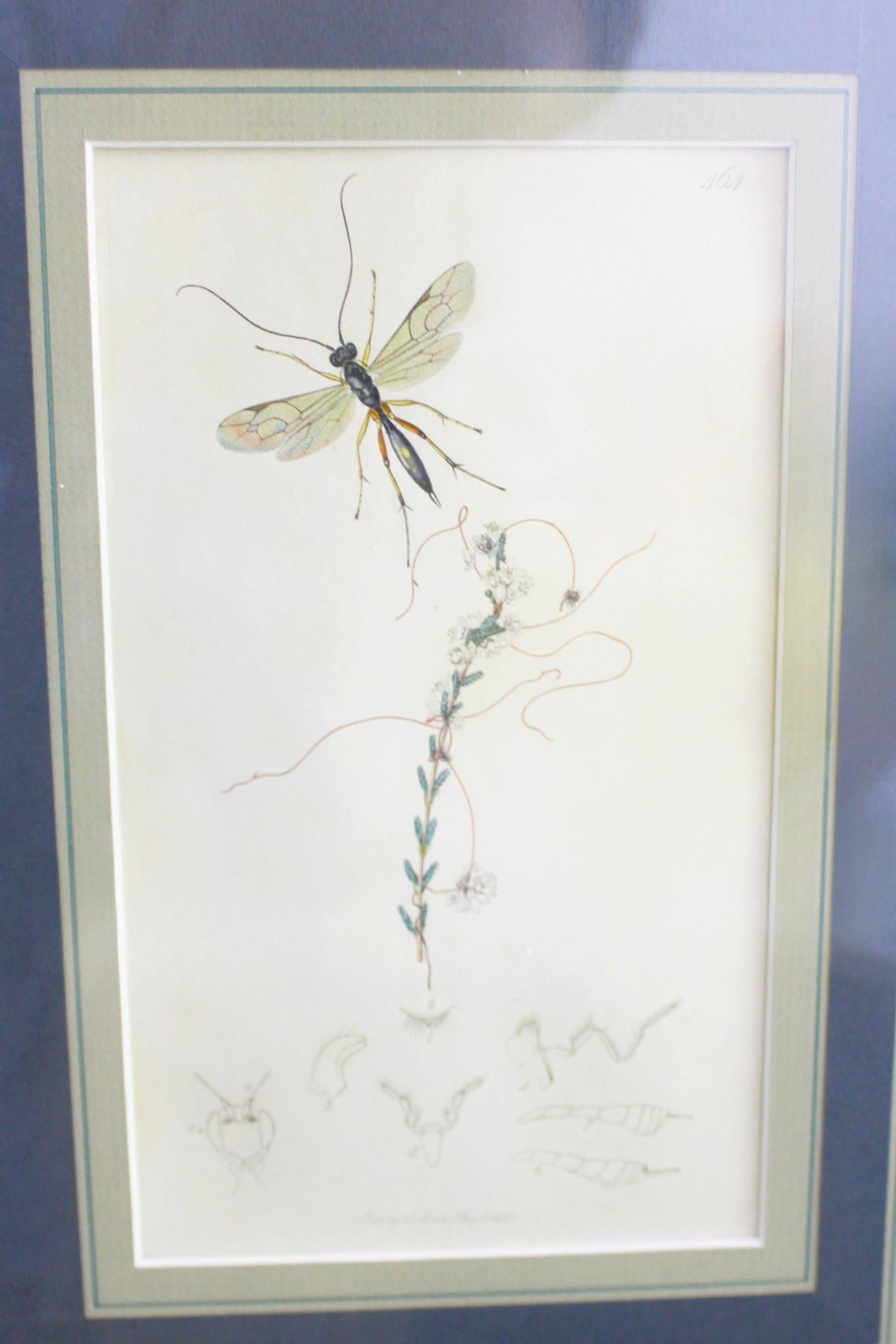 botanische Stiche von Blumen und Insekten aus dem 19. Jahrhundert im Angebot 1