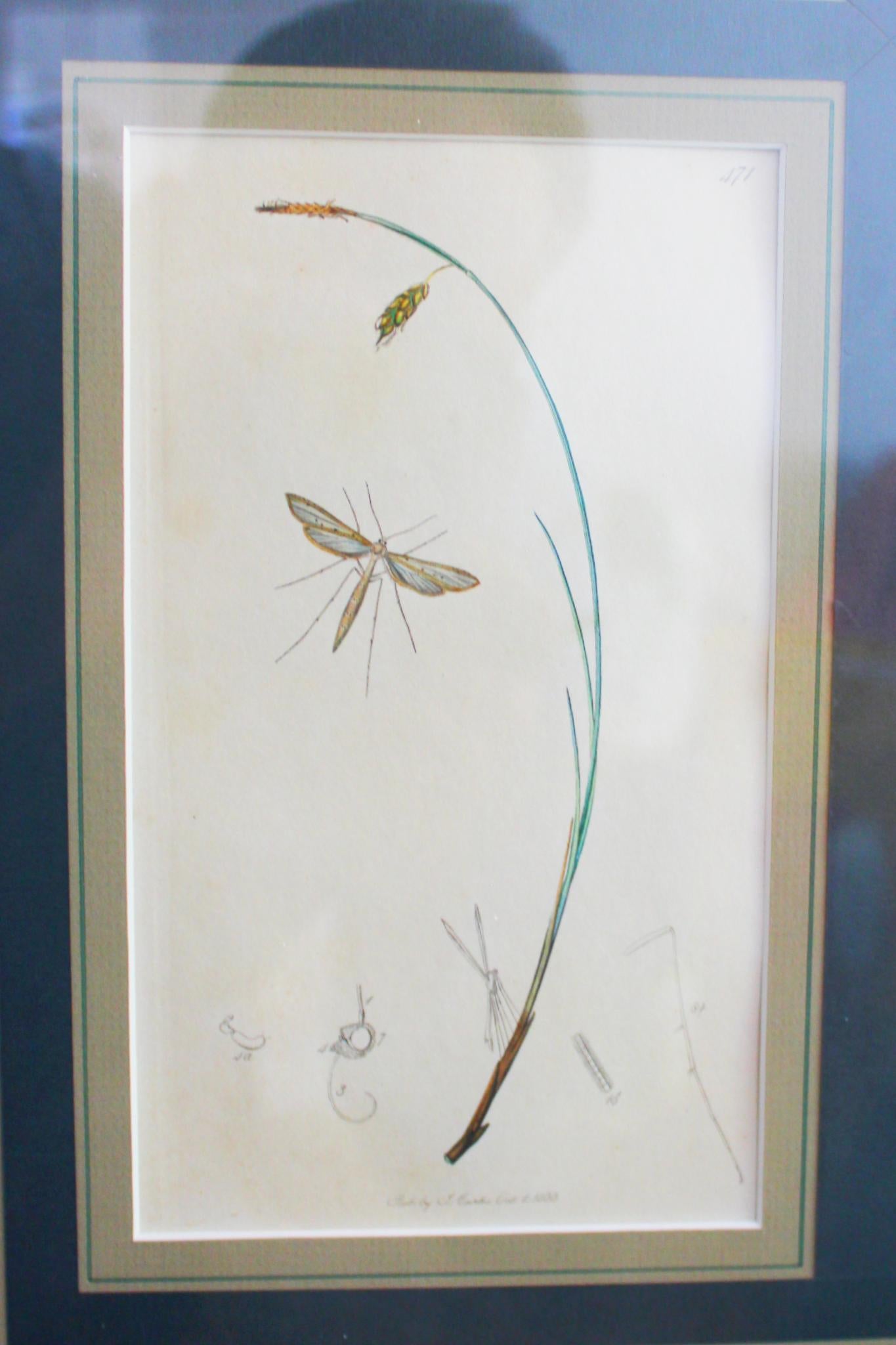 botanische Stiche von Blumen und Insekten aus dem 19. Jahrhundert im Angebot 2