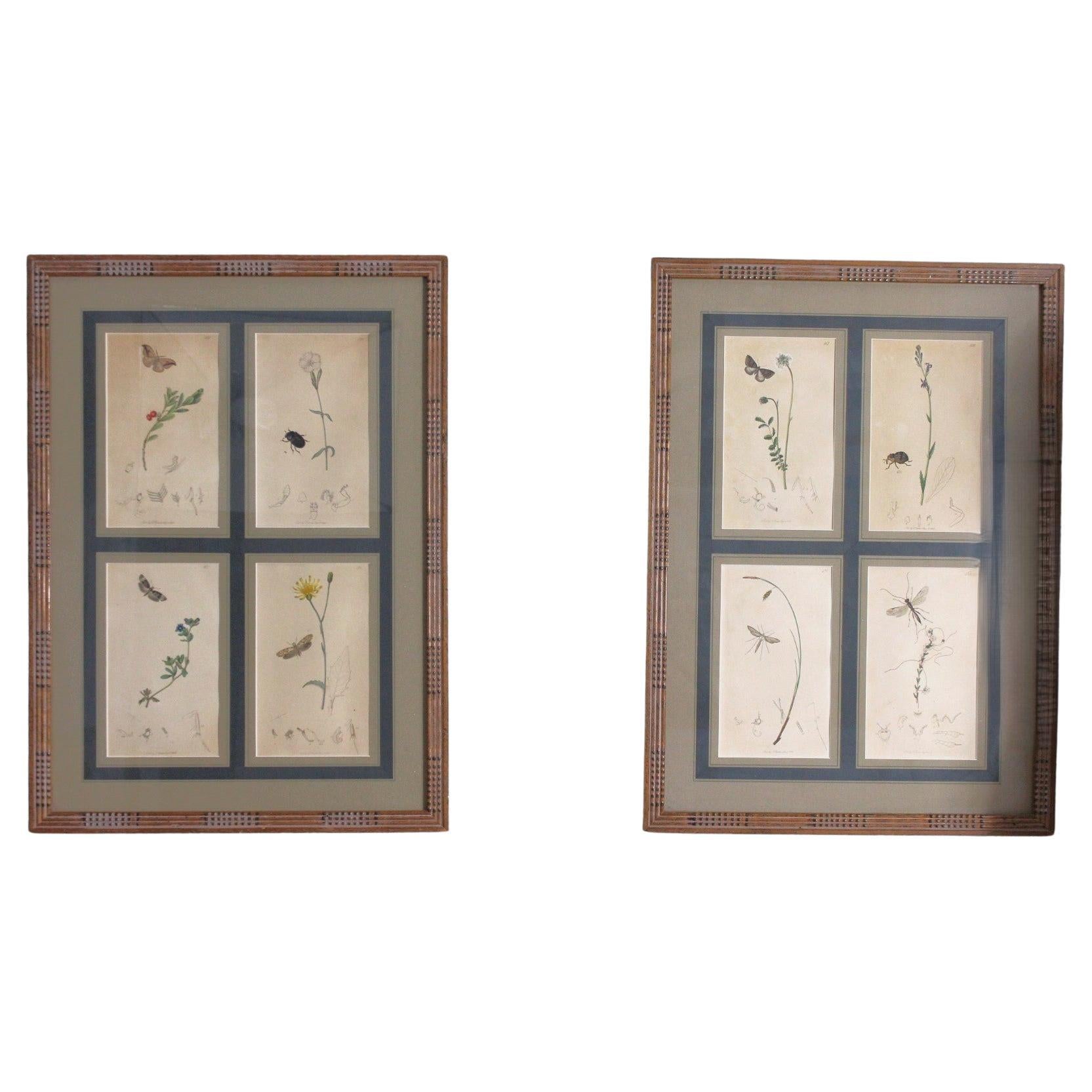 19th Century Botanical Engravings of flowers and insects