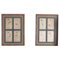 19th Century Botanical Engravings of flowers and insects