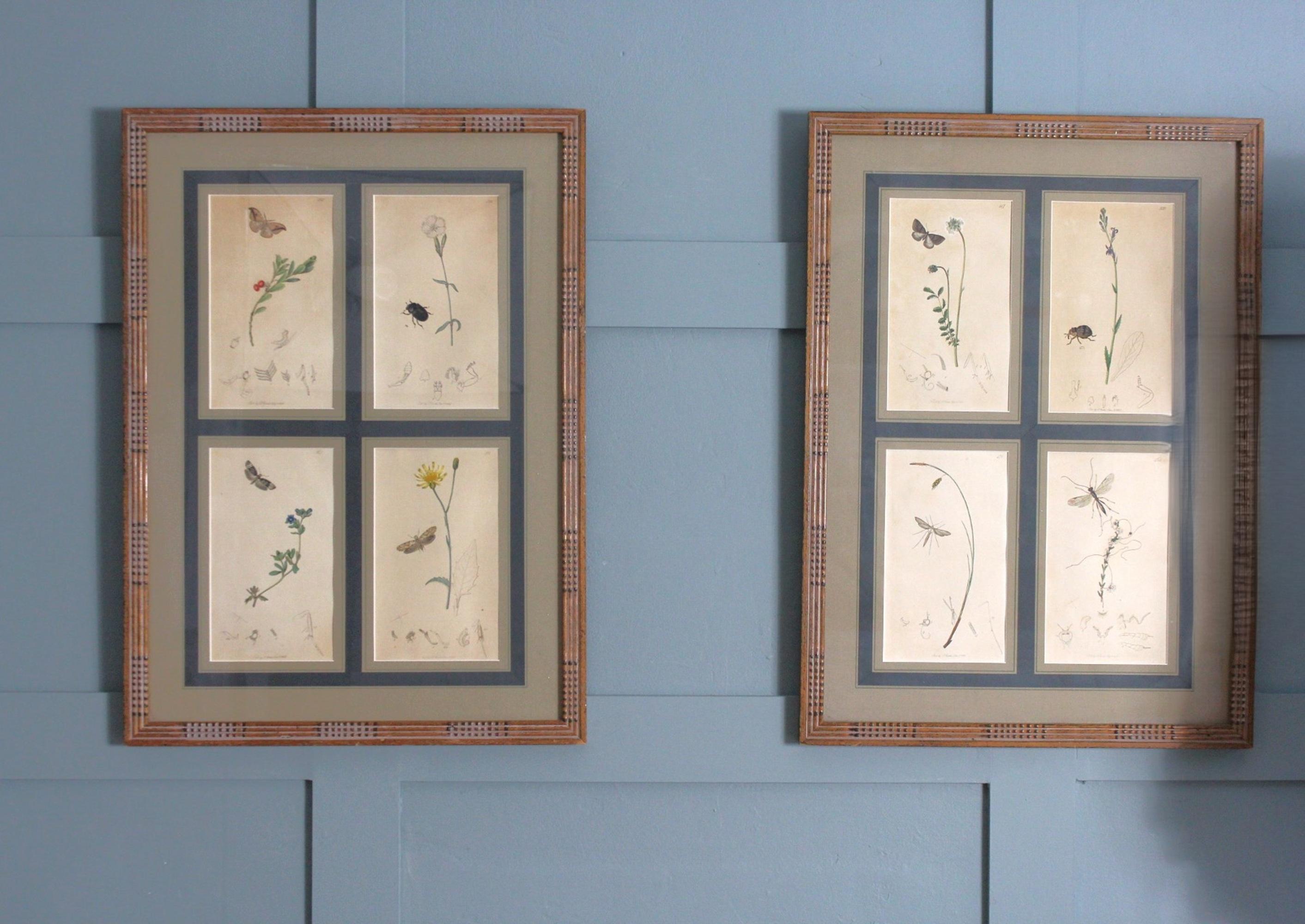 Grabados botánicos del siglo XIX de flores e insectos en venta 5