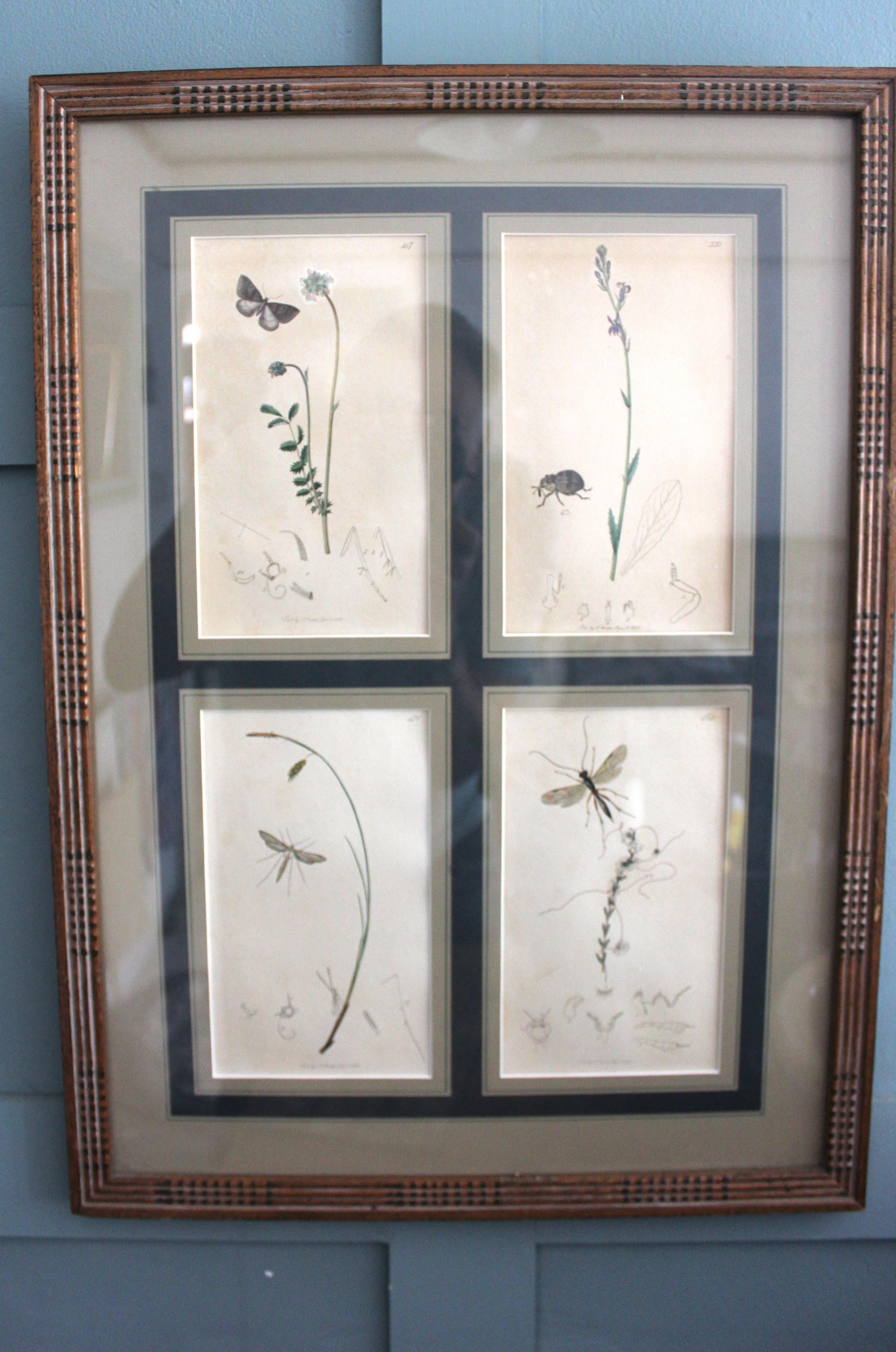 Grabados botánicos del siglo XIX de flores e insectos en venta 6
