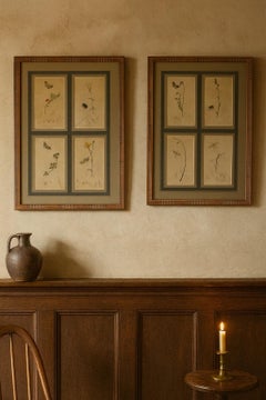 19th Century Botanical Engravings of flowers and insects