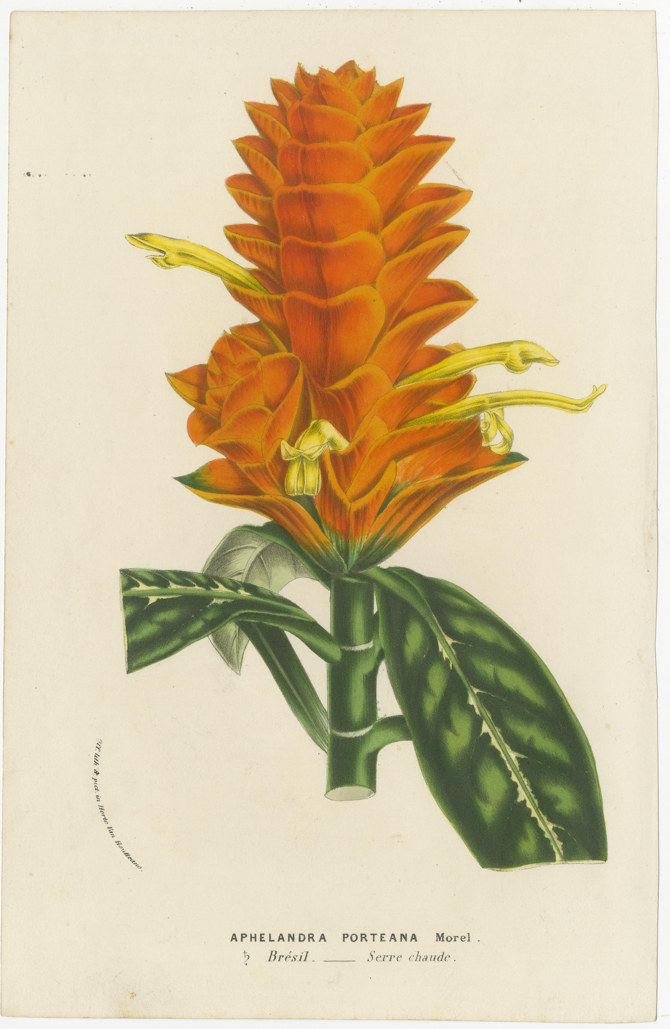 Litografía botánica del siglo XIX de Aphelandra Porteana por Louis van Houtte

Ésta es una ilustración botánica de Aphelandra porteana, una planta conocida comúnmente como Planta Cebra, debido a los llamativos dibujos de sus hojas. Esta litografía,
