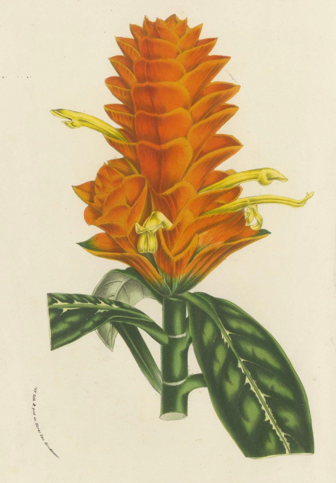 Litografía botánica del siglo XIX de Aphelandra Porteana por Louis van Houtte en Bueno estado para la venta en Langweer, NL
