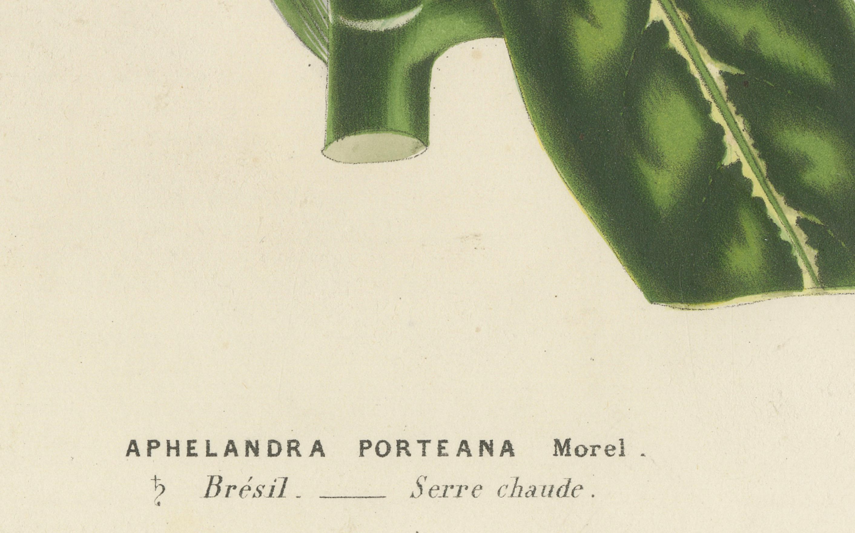 Litografía botánica del siglo XIX de Aphelandra Porteana por Louis van Houtte Mediados del siglo XIX en venta