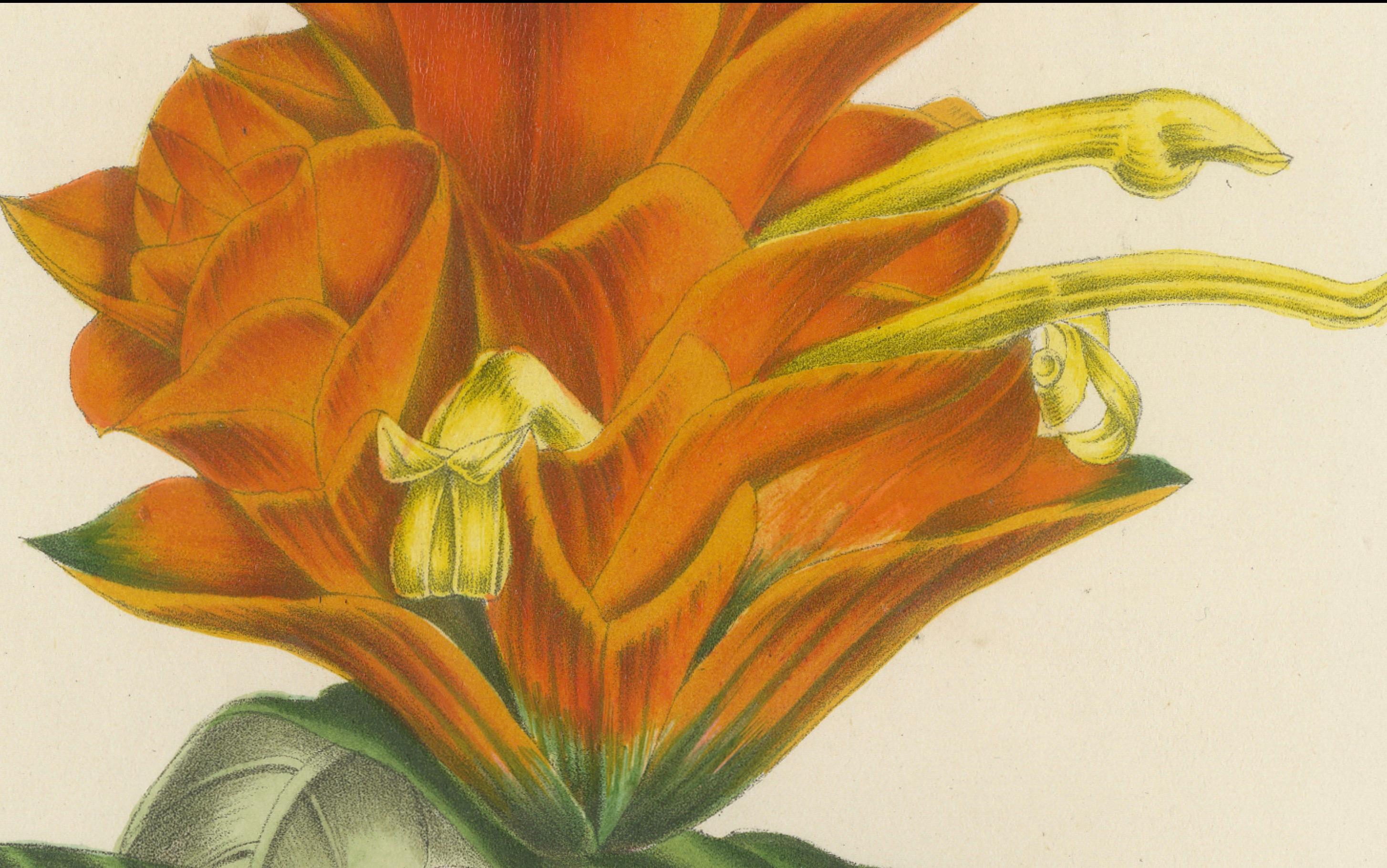 Litografía botánica del siglo XIX de Aphelandra Porteana por Louis van Houtte Papel en venta