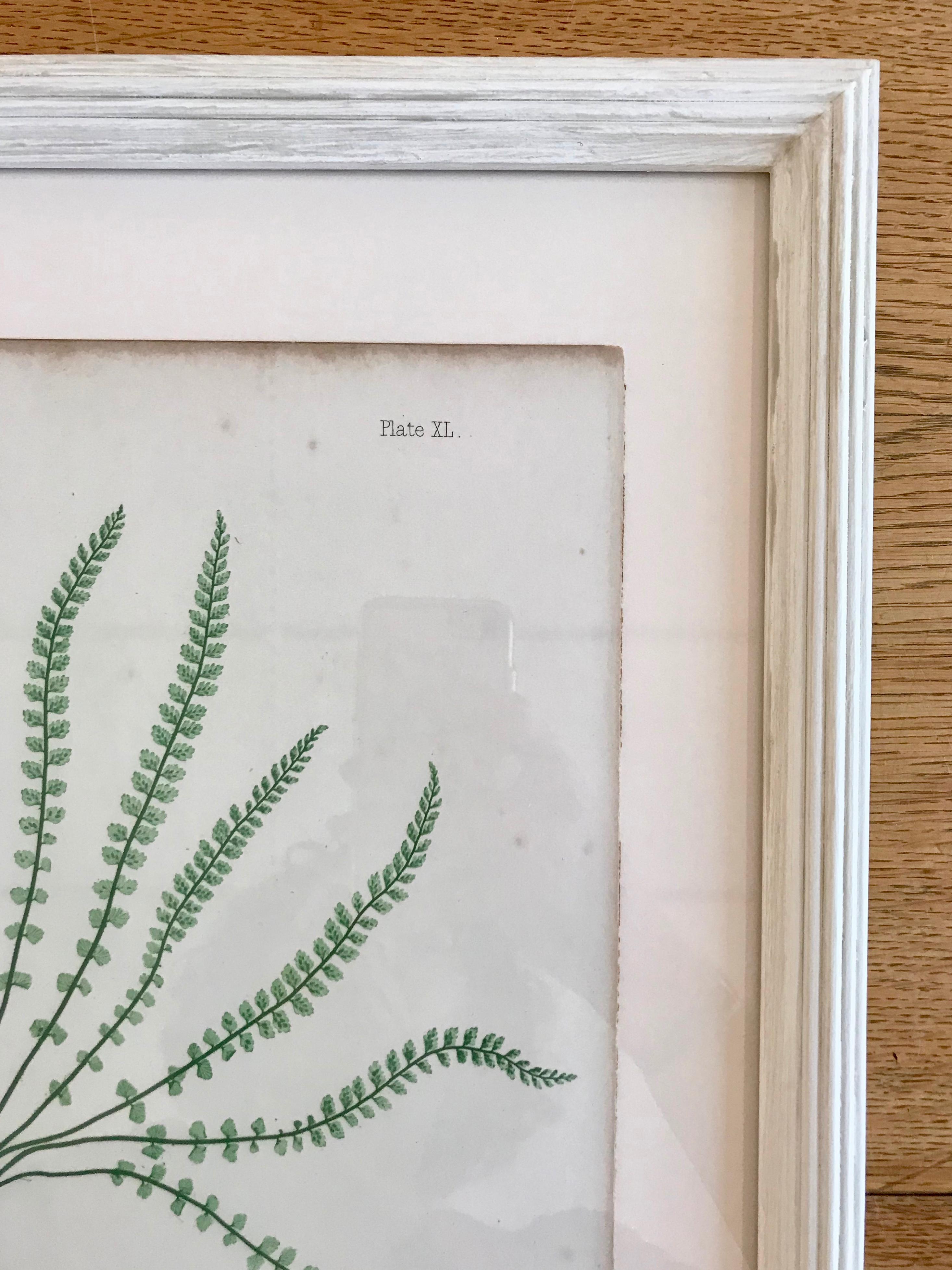Rare process involving live specimens pressed into printing plates, circa 1855. Custom framing with conservation glass.

Plate XL.