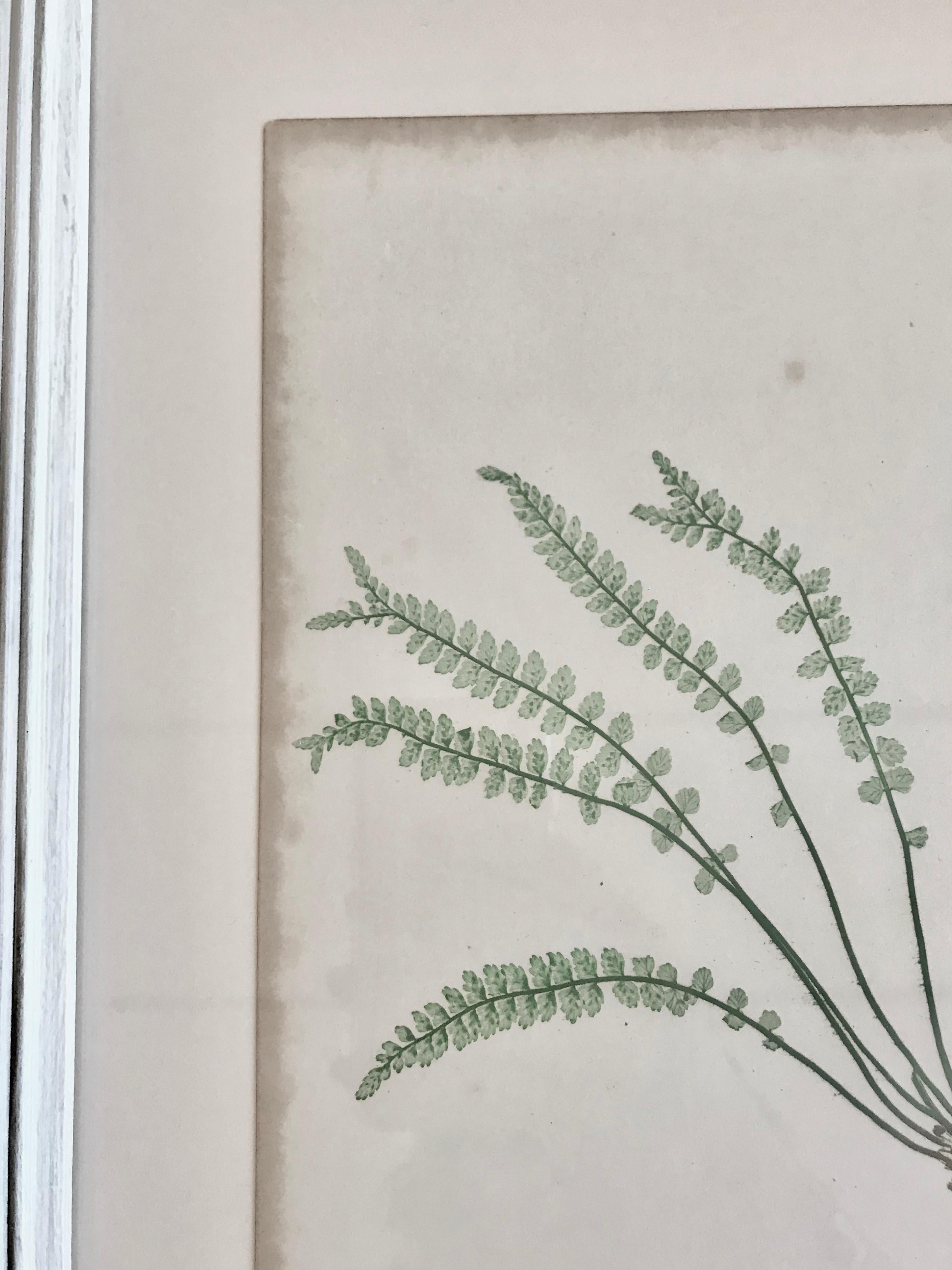 English 19th Century Bradbury and Evans Nature Printed Fern Print For Sale