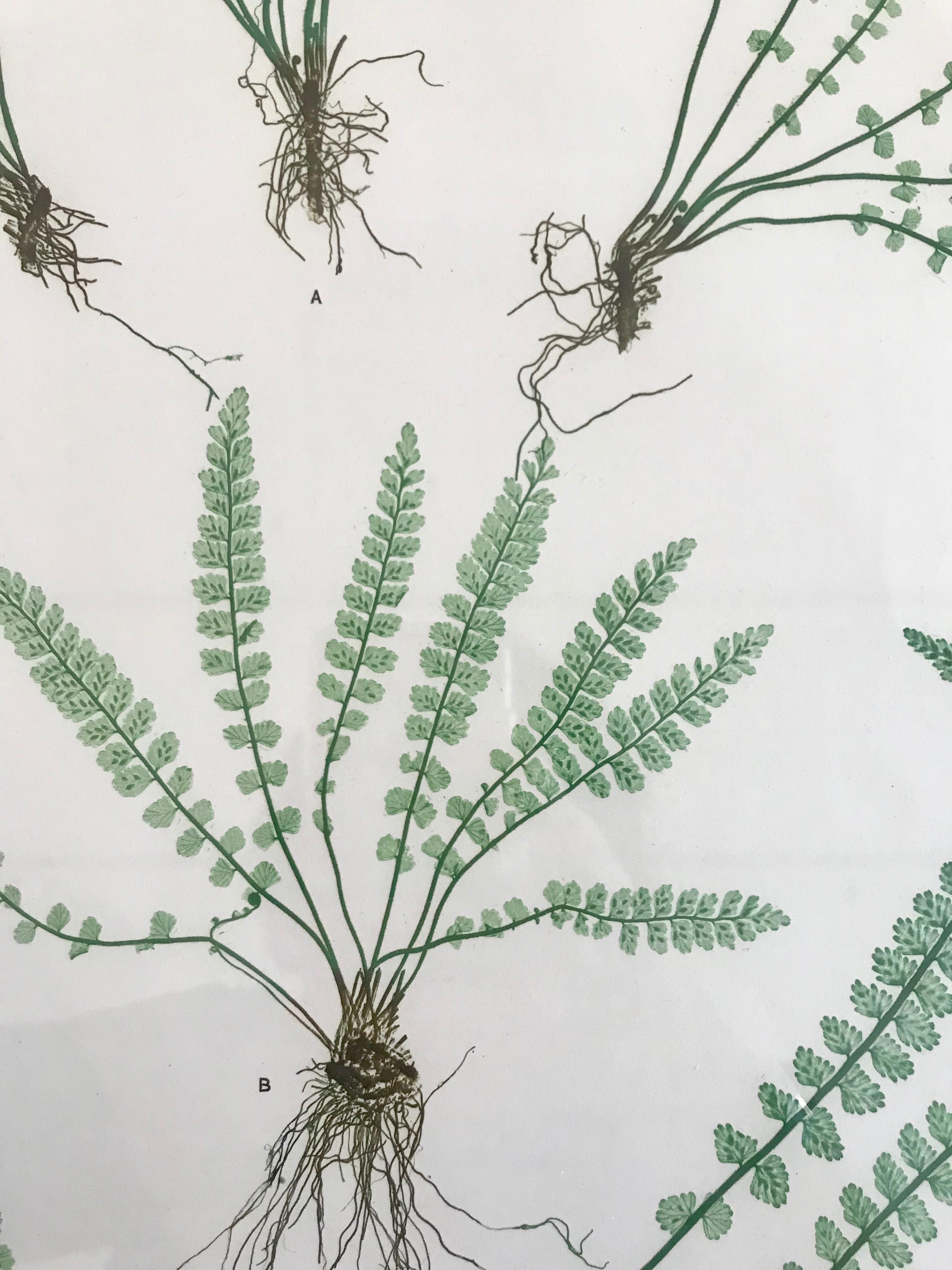 19th Century Bradbury and Evans Nature Printed Fern Print In Excellent Condition For Sale In Boston, MA