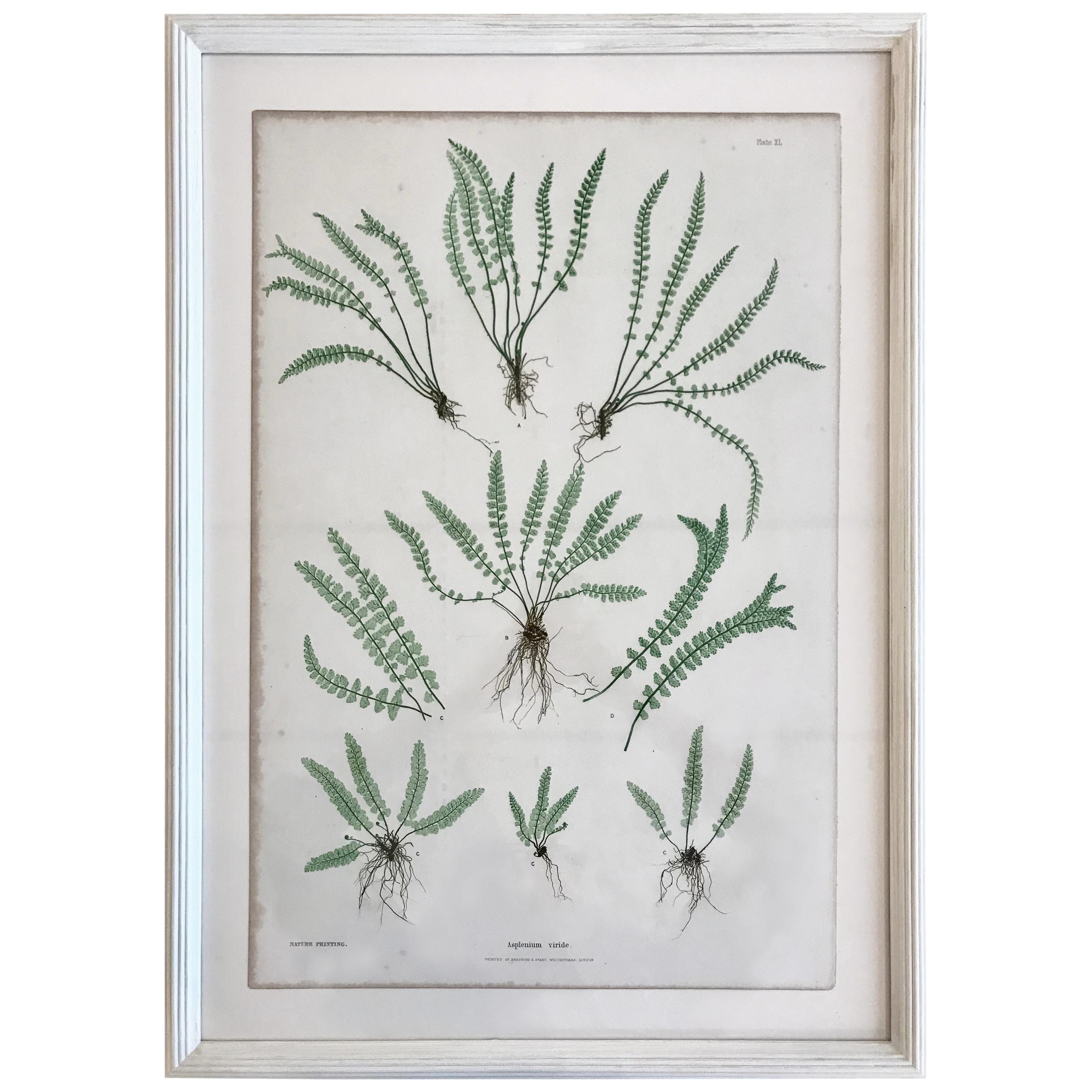 19th Century Bradbury and Evans Nature Printed Fern Print For Sale at ...