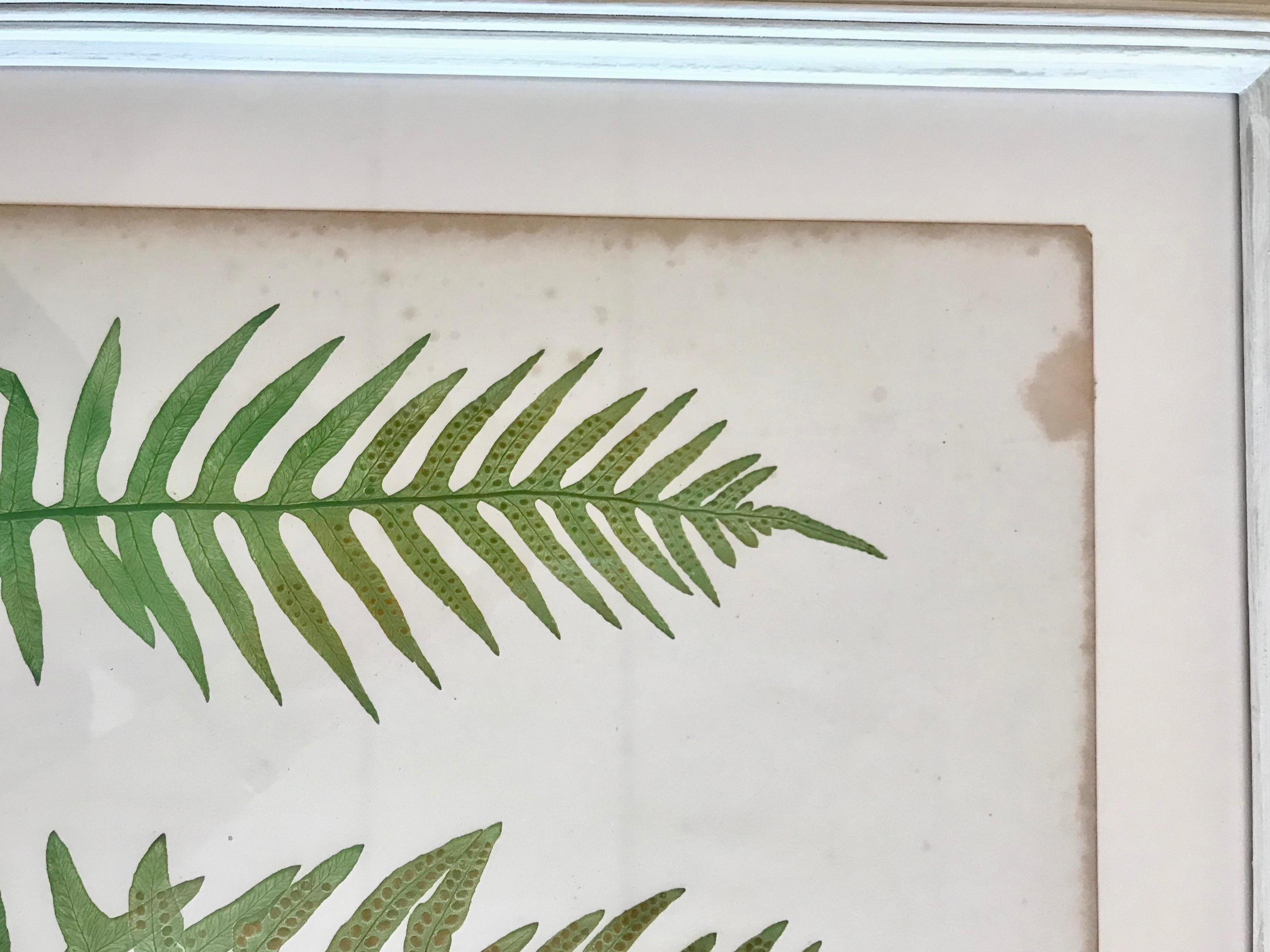 Rare process involving live specimens pressed into printing plates, circa 1855. Custom framing with conservation glass.

Plate 1.