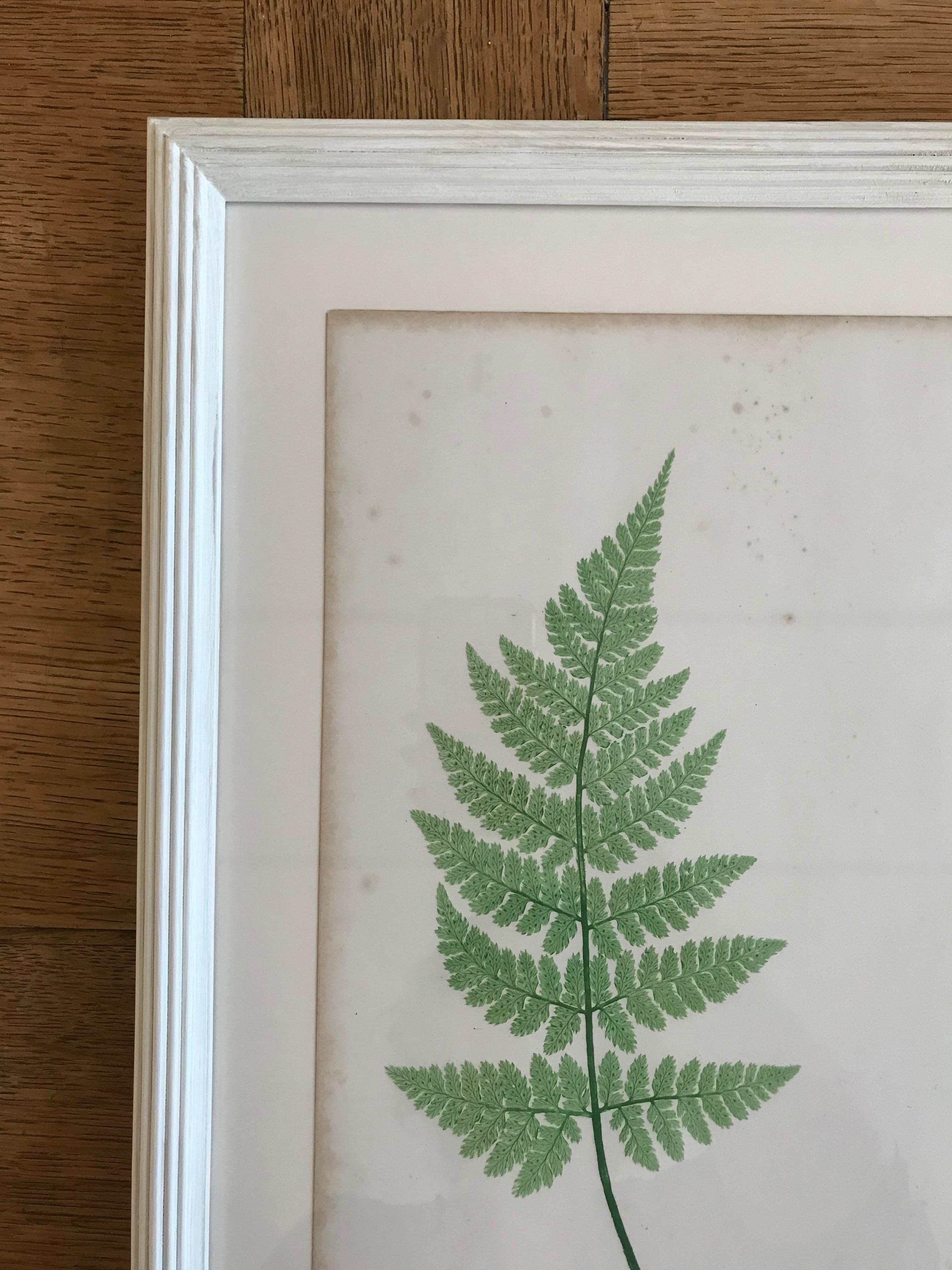 Rare process involving live specimens pressed into printing plates, circa 1855. Custom framing with conservation glass.

Plate XXV.