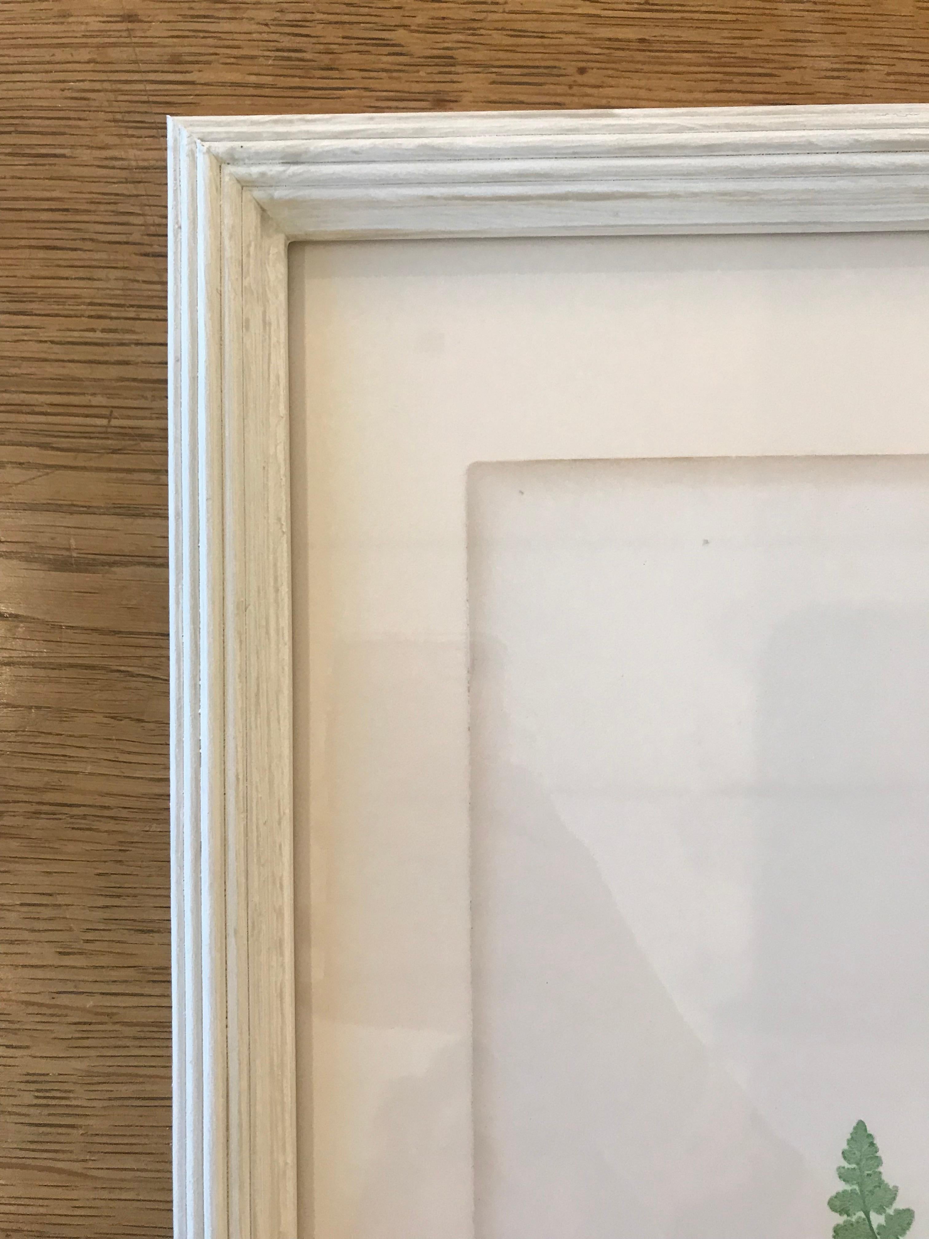 Rare process involving live specimens pressed into printing plates, circa 1855. Custom framing with conservation glass.

Plate XLVII.
