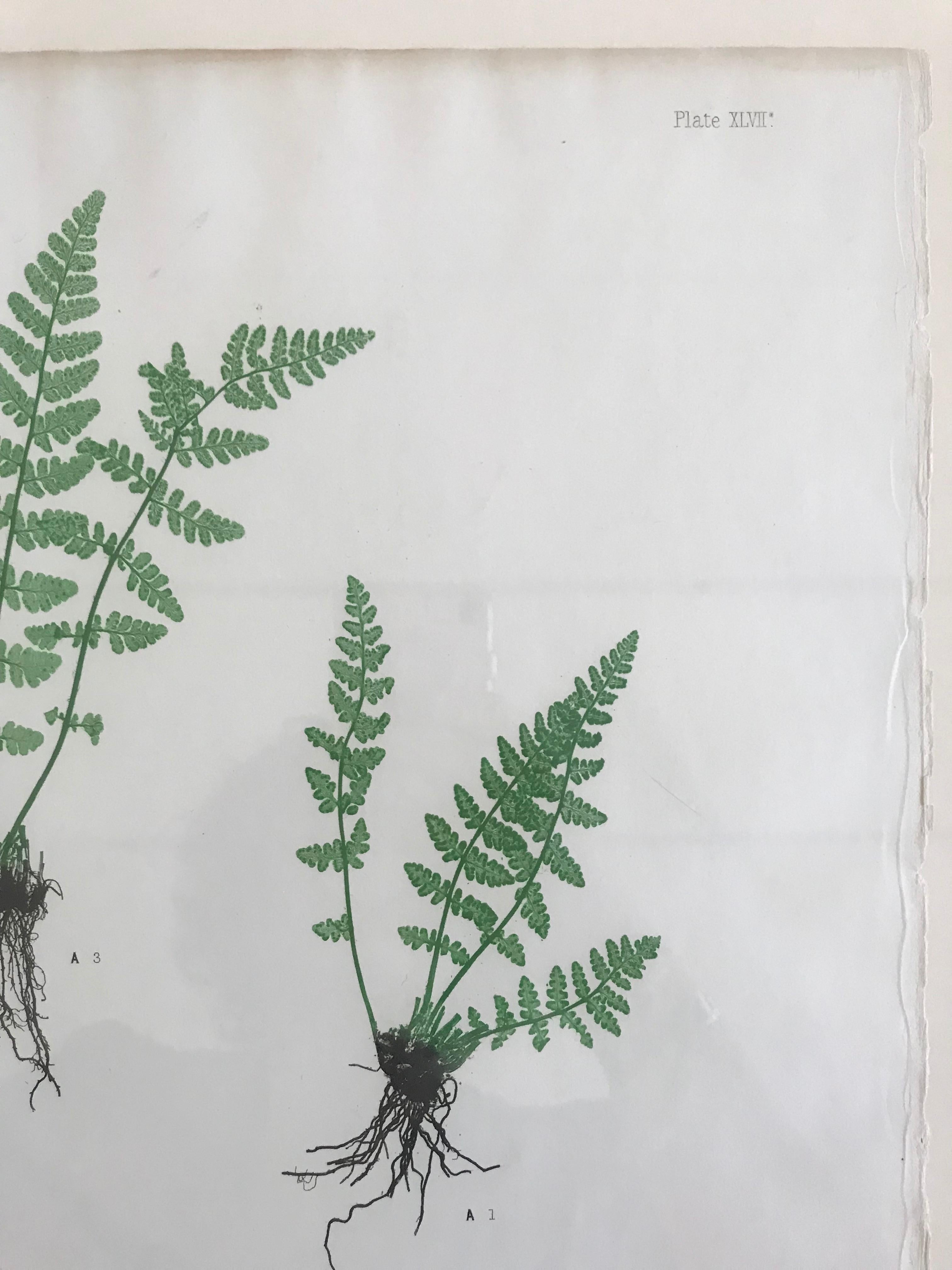 English 19th Century Bradbury & Evans Nature Printed Fern Print For Sale