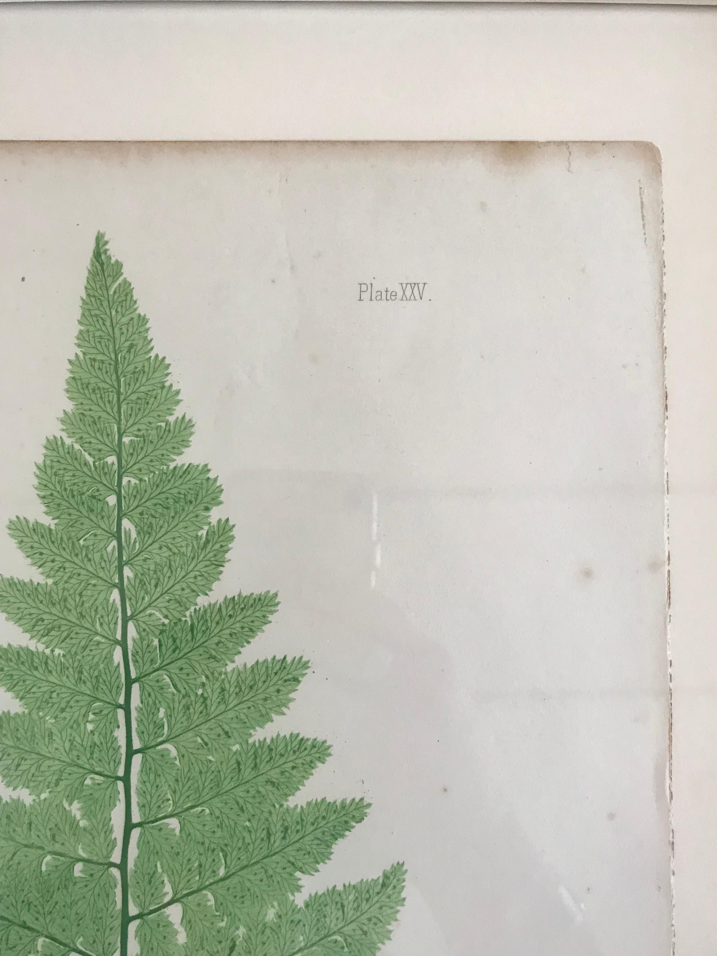 English 19th Century Bradbury & Evans Nature Printed Fern Print For Sale