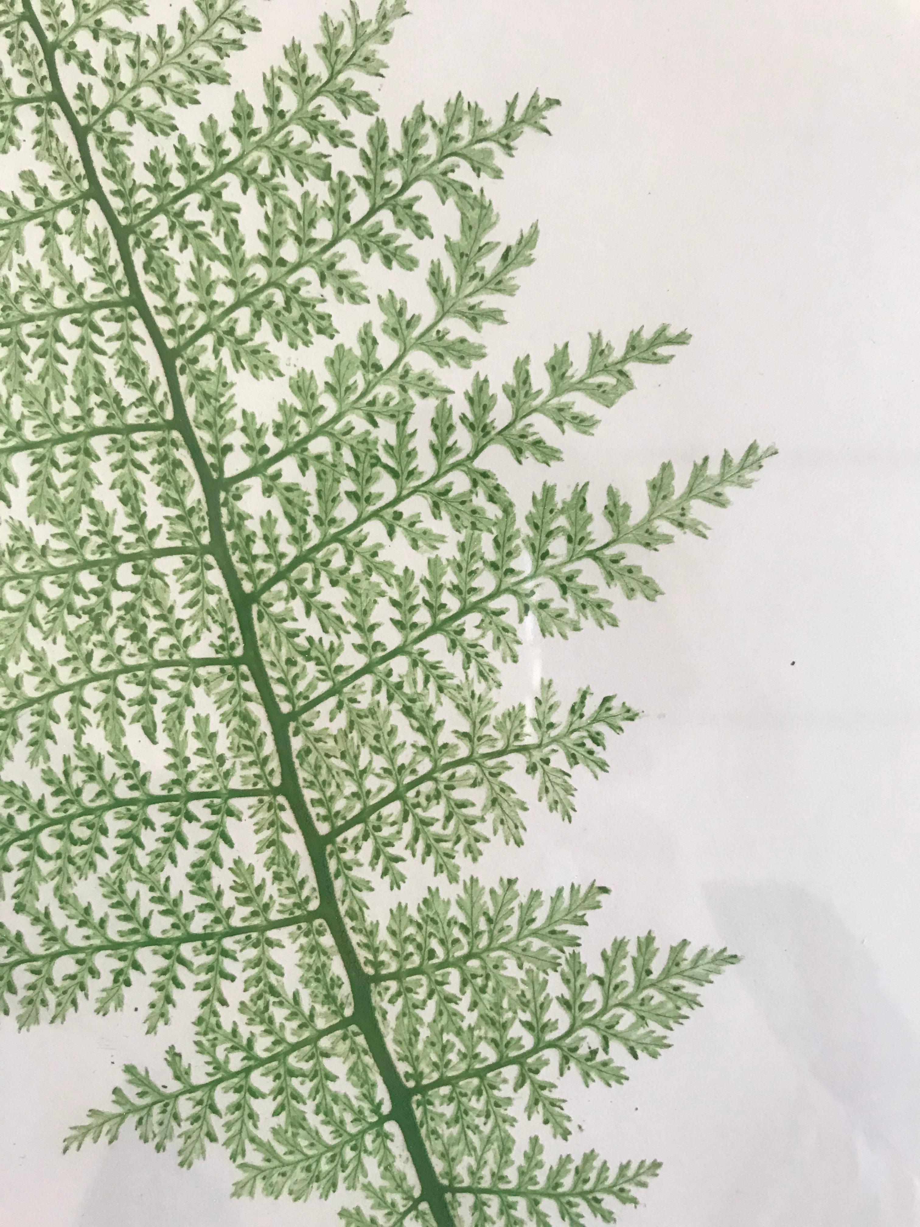 19th Century Bradbury & Evans Nature Printed Fern Print In Excellent Condition For Sale In Boston, MA