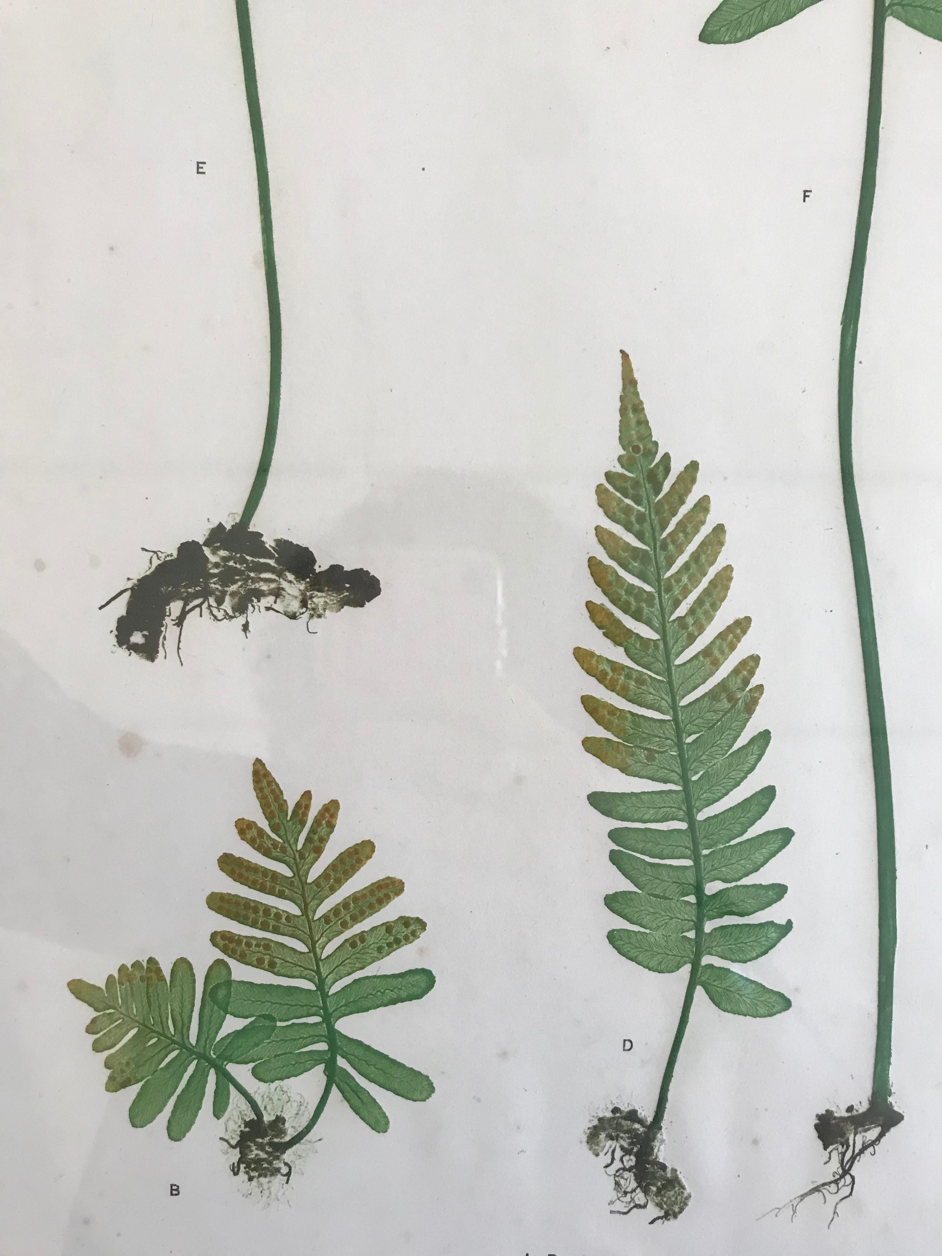 19th Century Bradbury & Evans Nature Printed Fern Print In Excellent Condition For Sale In Boston, MA