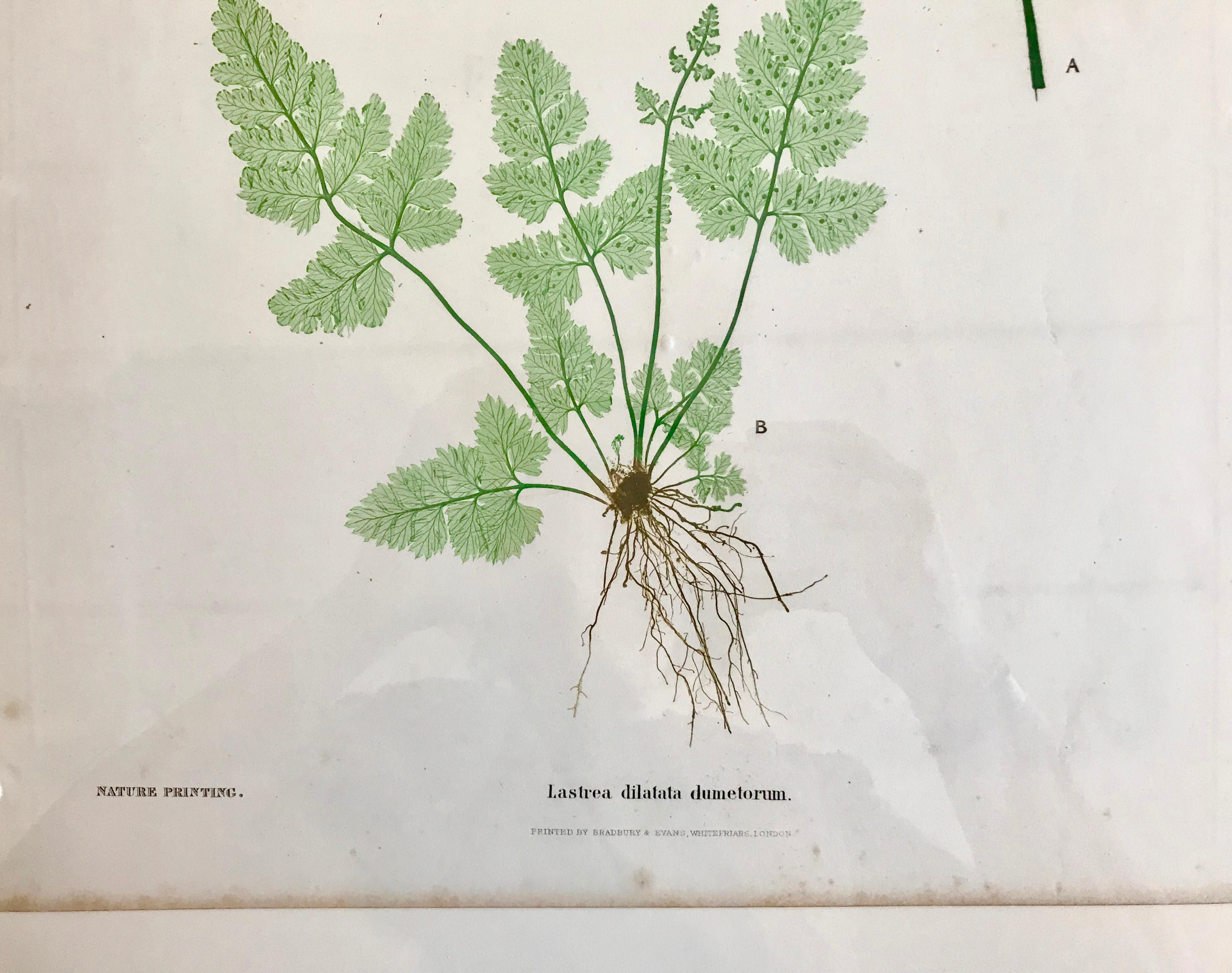 19th Century Bradbury & Evans Nature Printed Fern Print For Sale 1