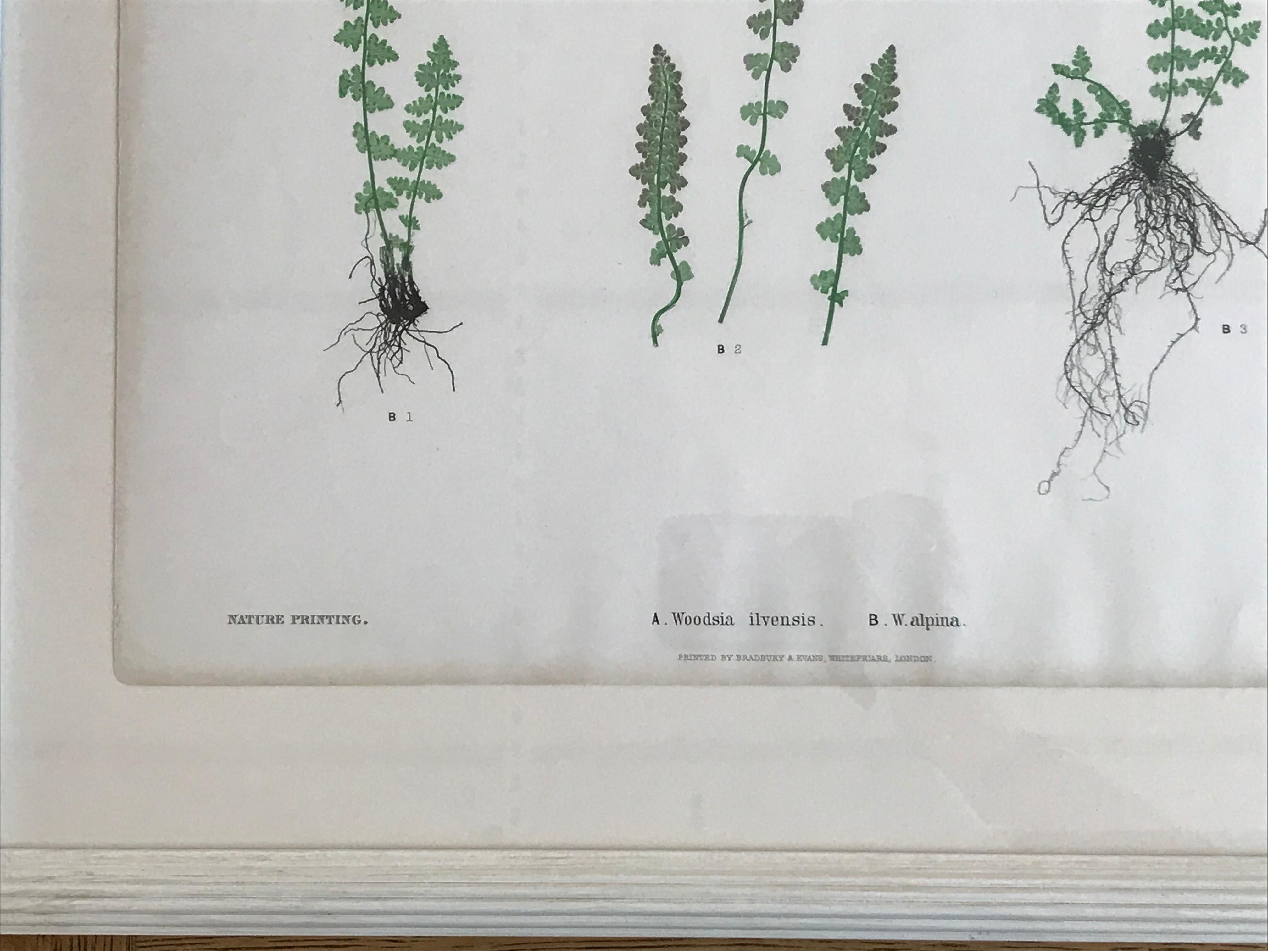 19th Century Bradbury & Evans Nature Printed Fern Print For Sale 2