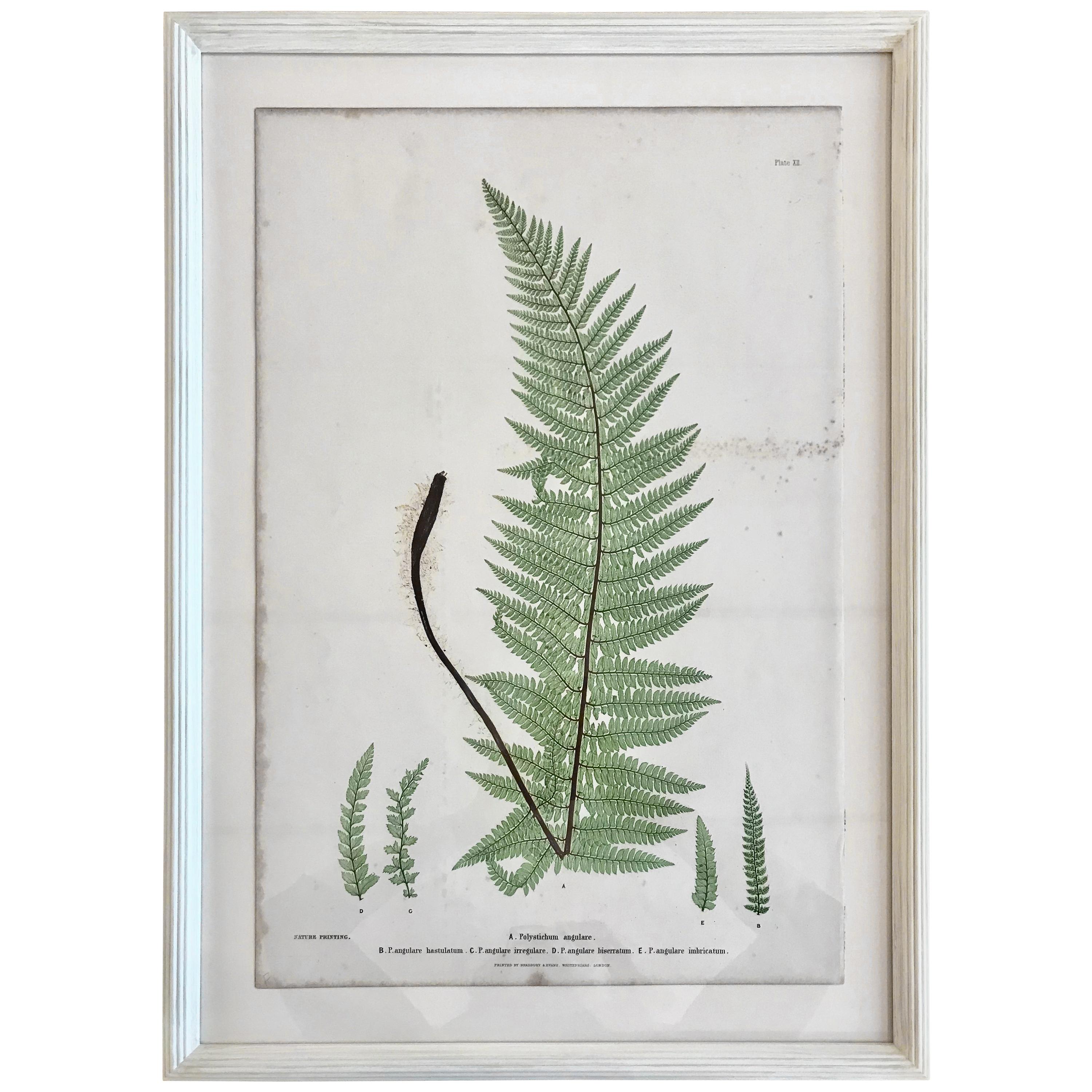 19th Century Bradbury and Evans Nature Printed Fern Print For Sale at ...