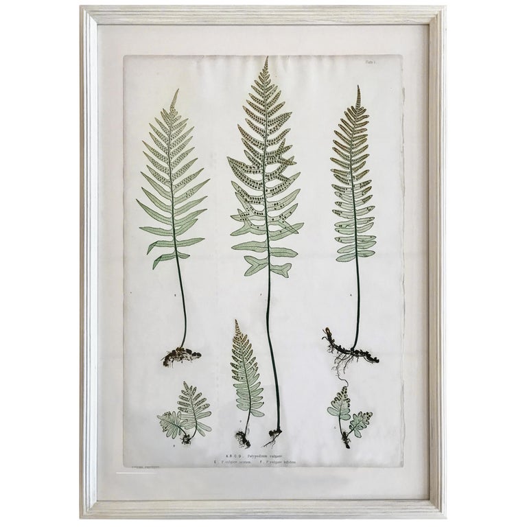 19th Century Bradbury and Evans Nature Printed Fern Print For Sale at ...