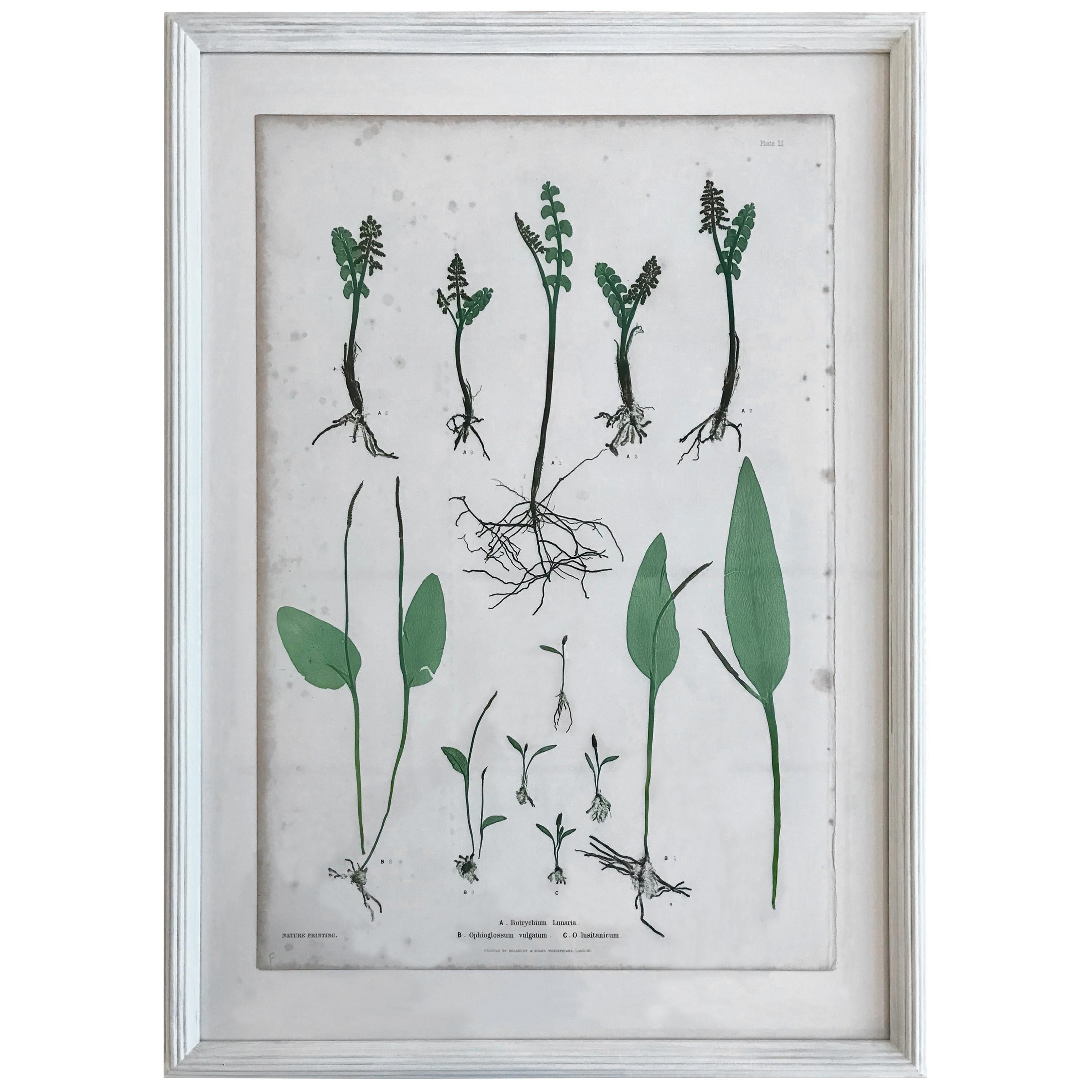 19th Century Bradbury & Evans Nature Printed Fern Print For Sale