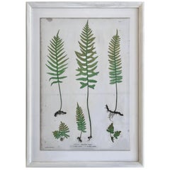 19th Century Bradbury & Evans Nature Printed Fern Print