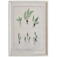 19th Century Bradbury & Evans Nature Printed Fern Print