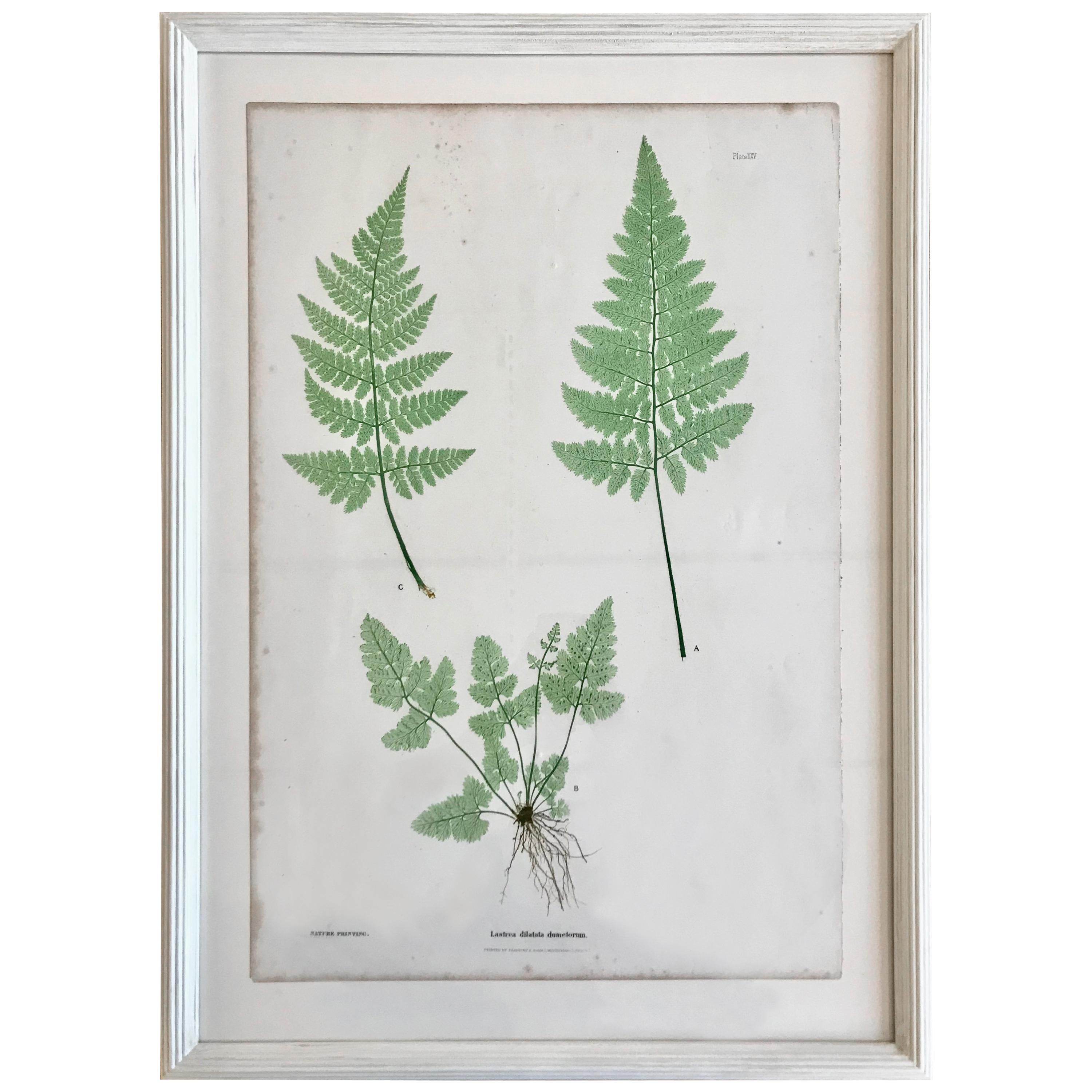 19th Century Bradbury & Evans Nature Printed Fern Print For Sale