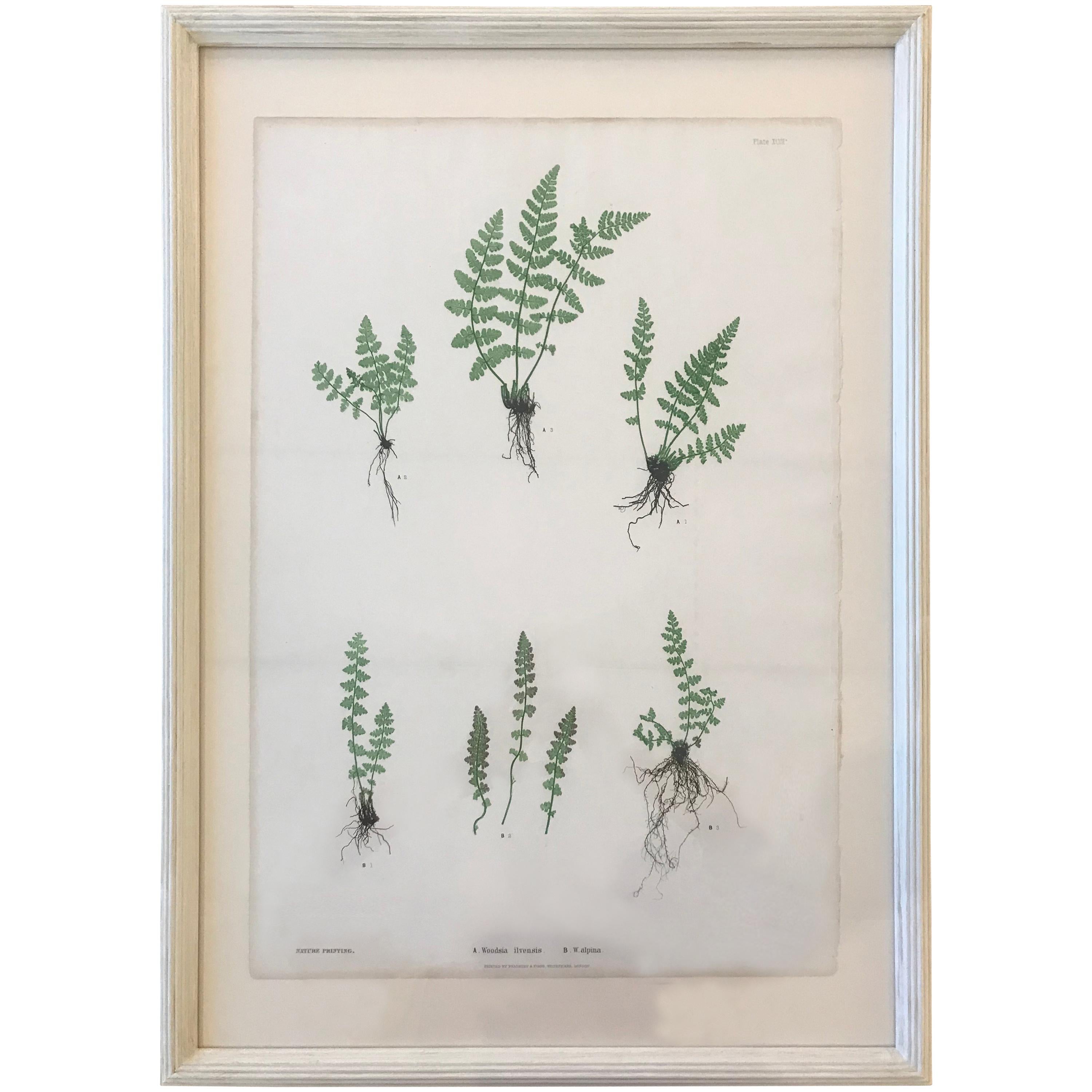 19th Century Bradbury & Evans Nature Printed Fern Print For Sale