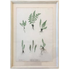 19th Century Bradbury & Evans Nature Printed Fern Print