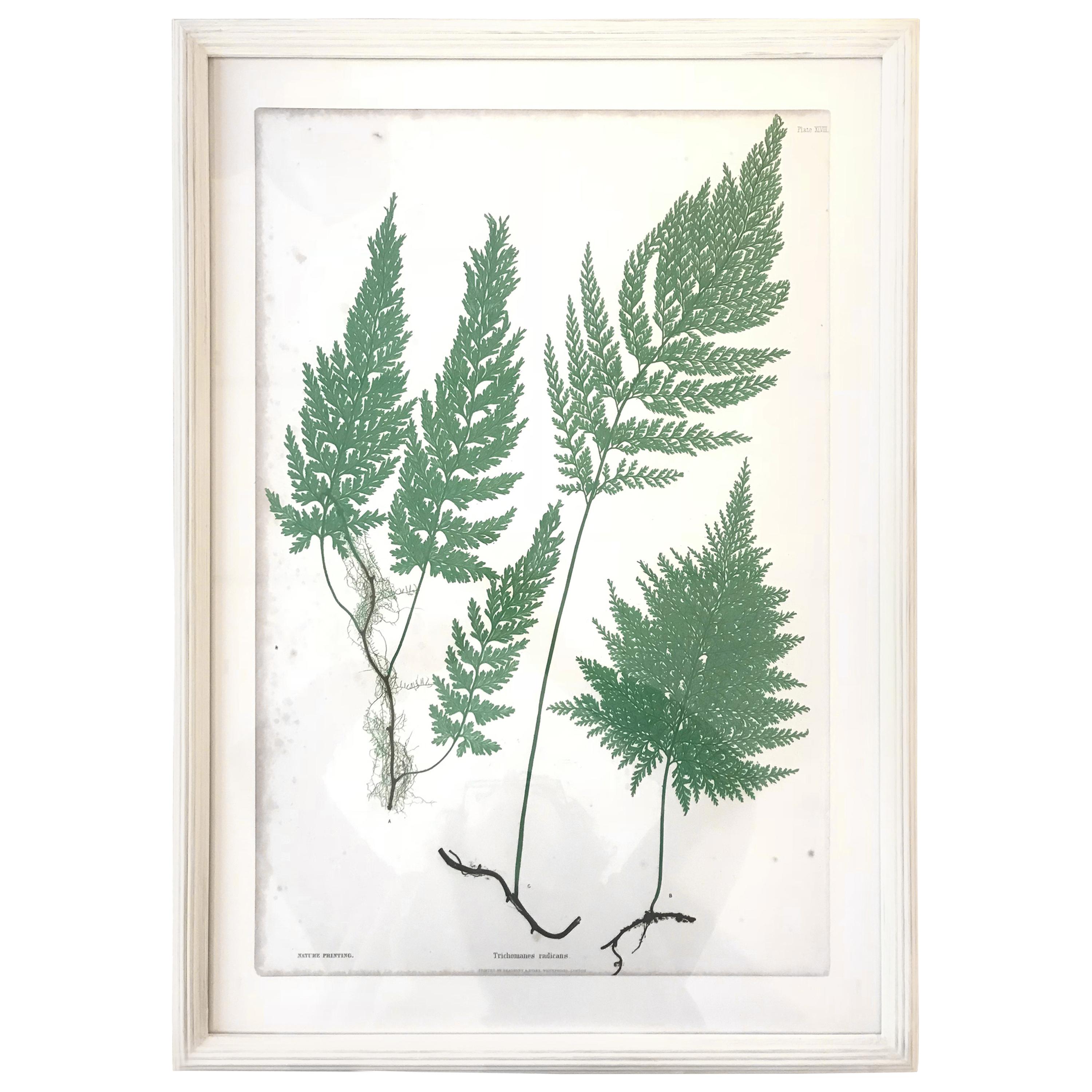 19th Century Bradbury & Evans Nature Printed Fern Print For Sale
