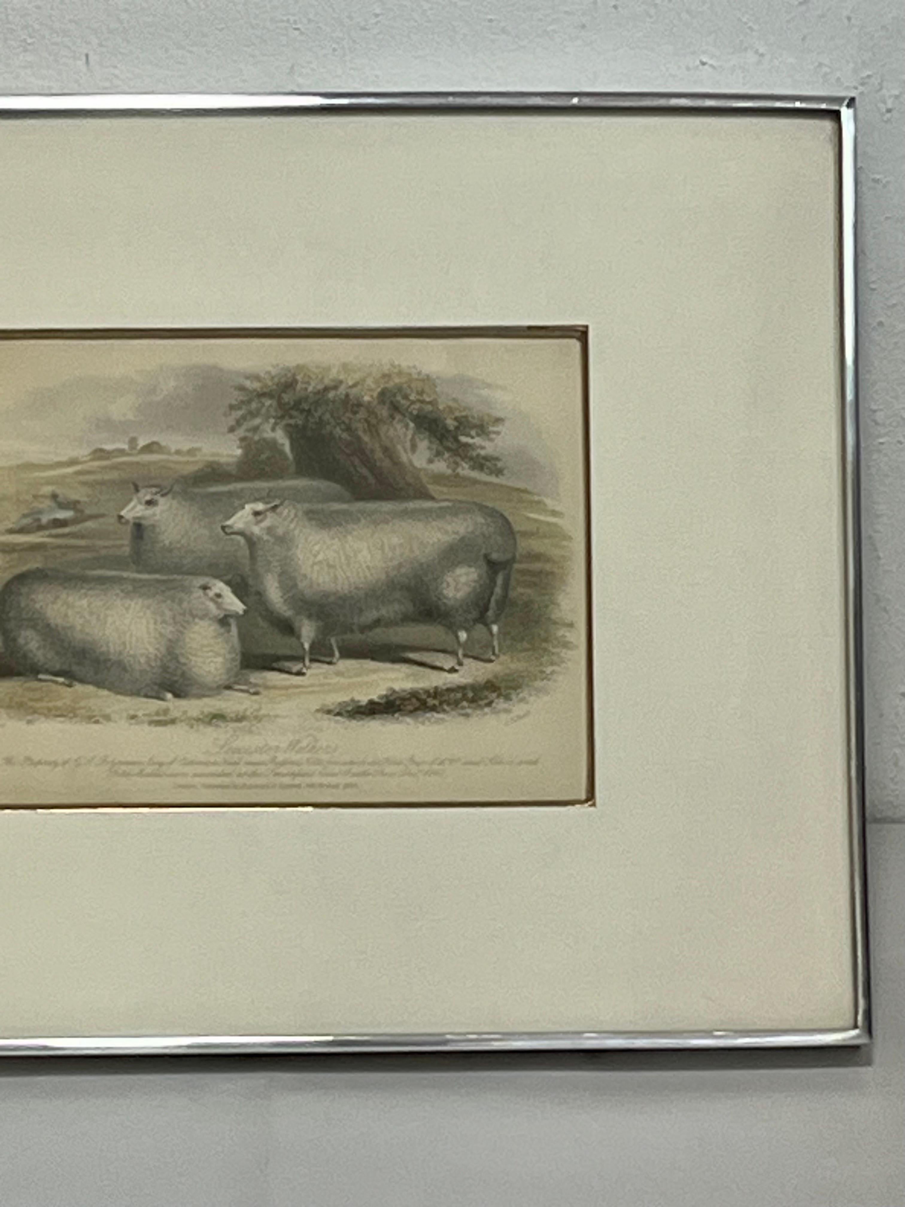 Metal 19th Century British Print by H. Stafford of Leicester Wethers in Kulicke Frame