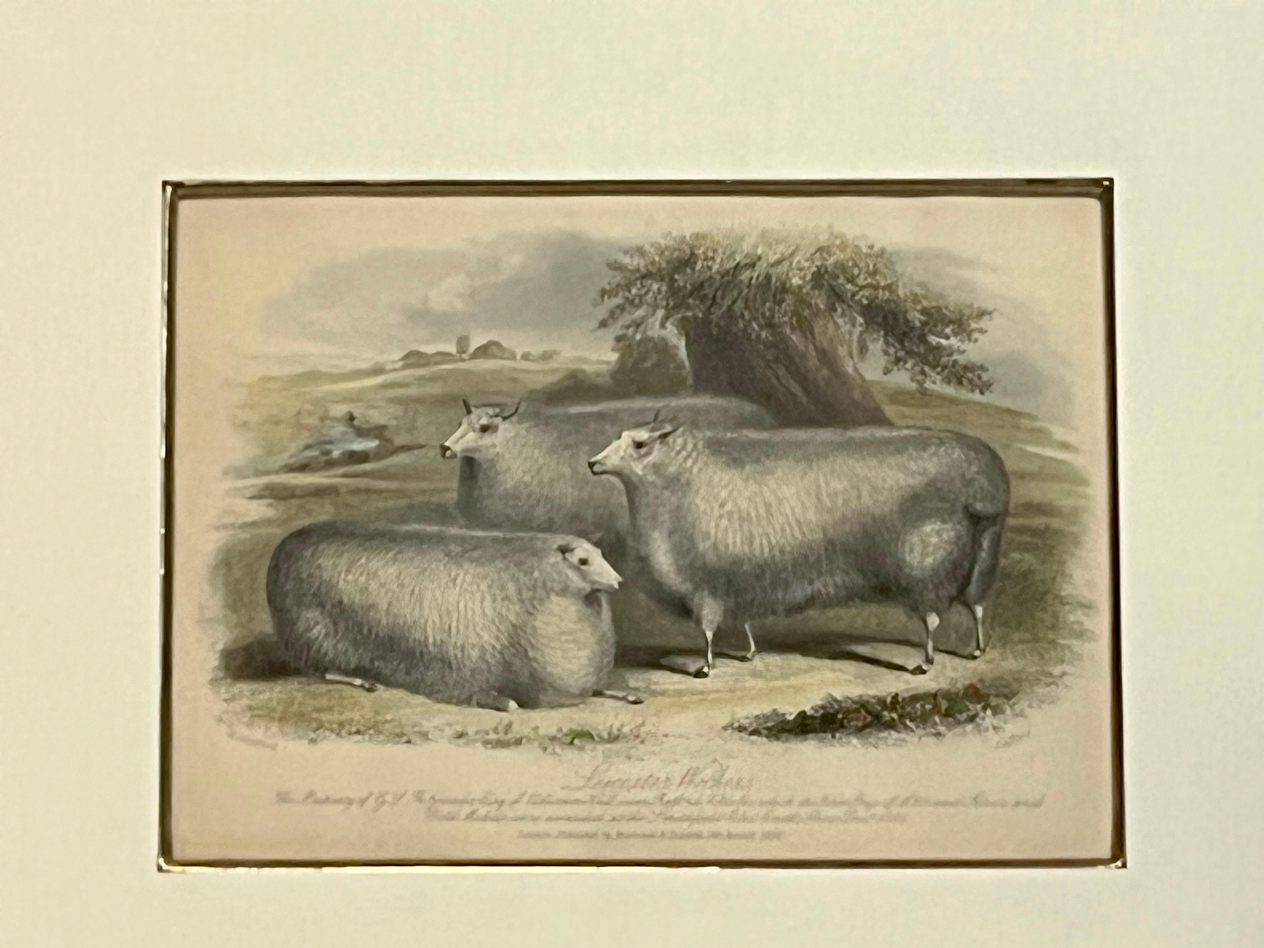 19th Century British Print by H. Stafford of Leicester Wethers in Kulicke Frame 1