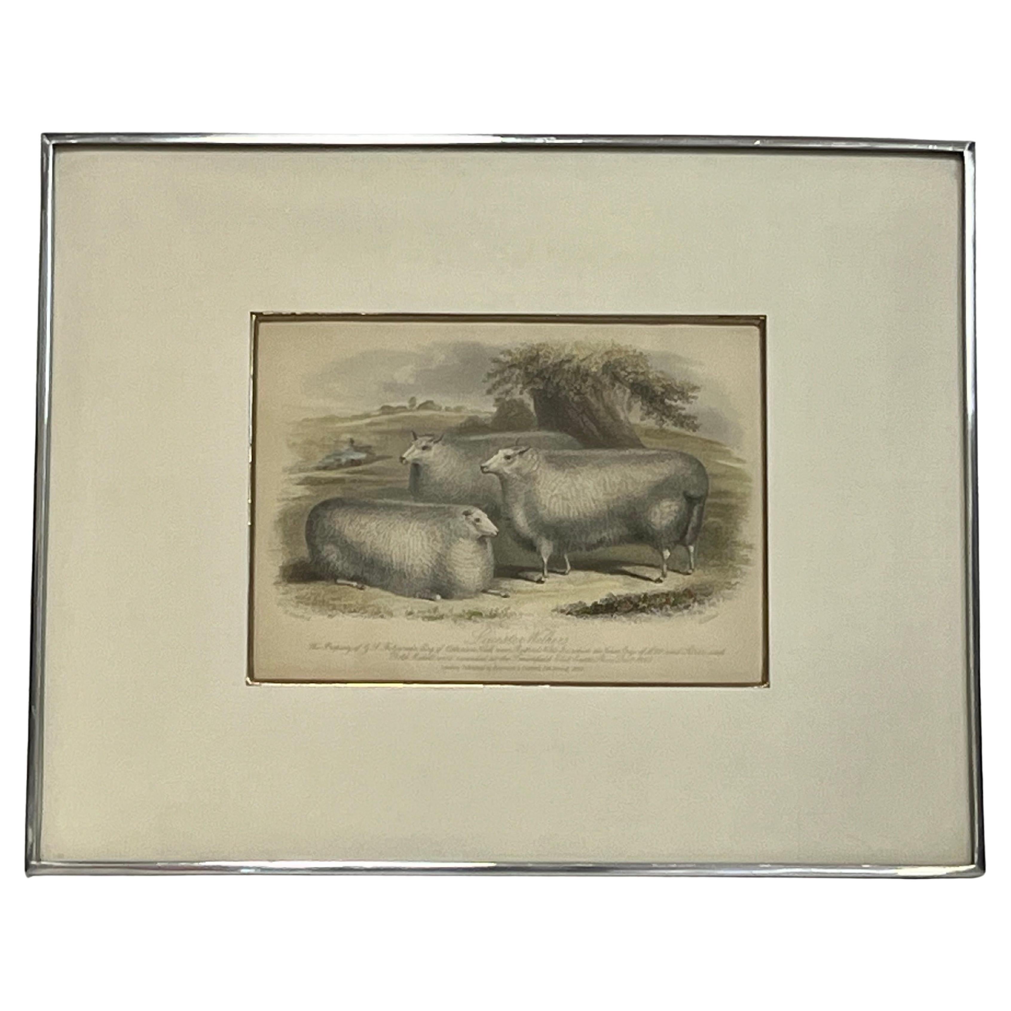 19th Century British Print by H. Stafford of Leicester Wethers in Kulicke Frame