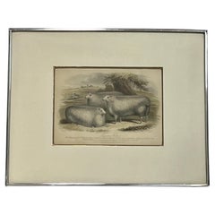 Antique 19th Century British Print by H. Stafford of Leicester Wethers in Kulicke Frame