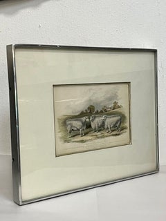 19th Century British Print of Improved Lincolnshire Sheep in Kulicke Frame