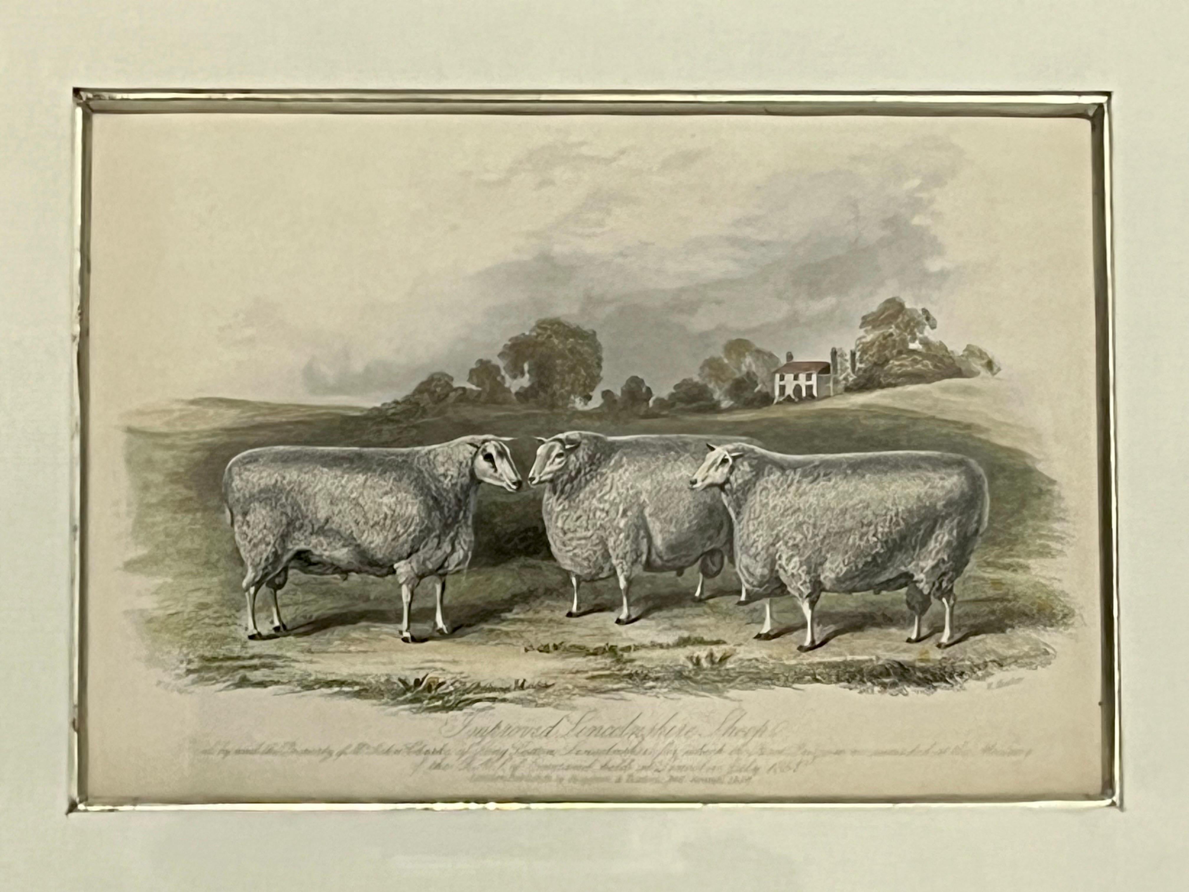 19th Century British Print of Improved Lincolnshire Sheep in Kulicke Frame In Good Condition For Sale In Atlanta, GA