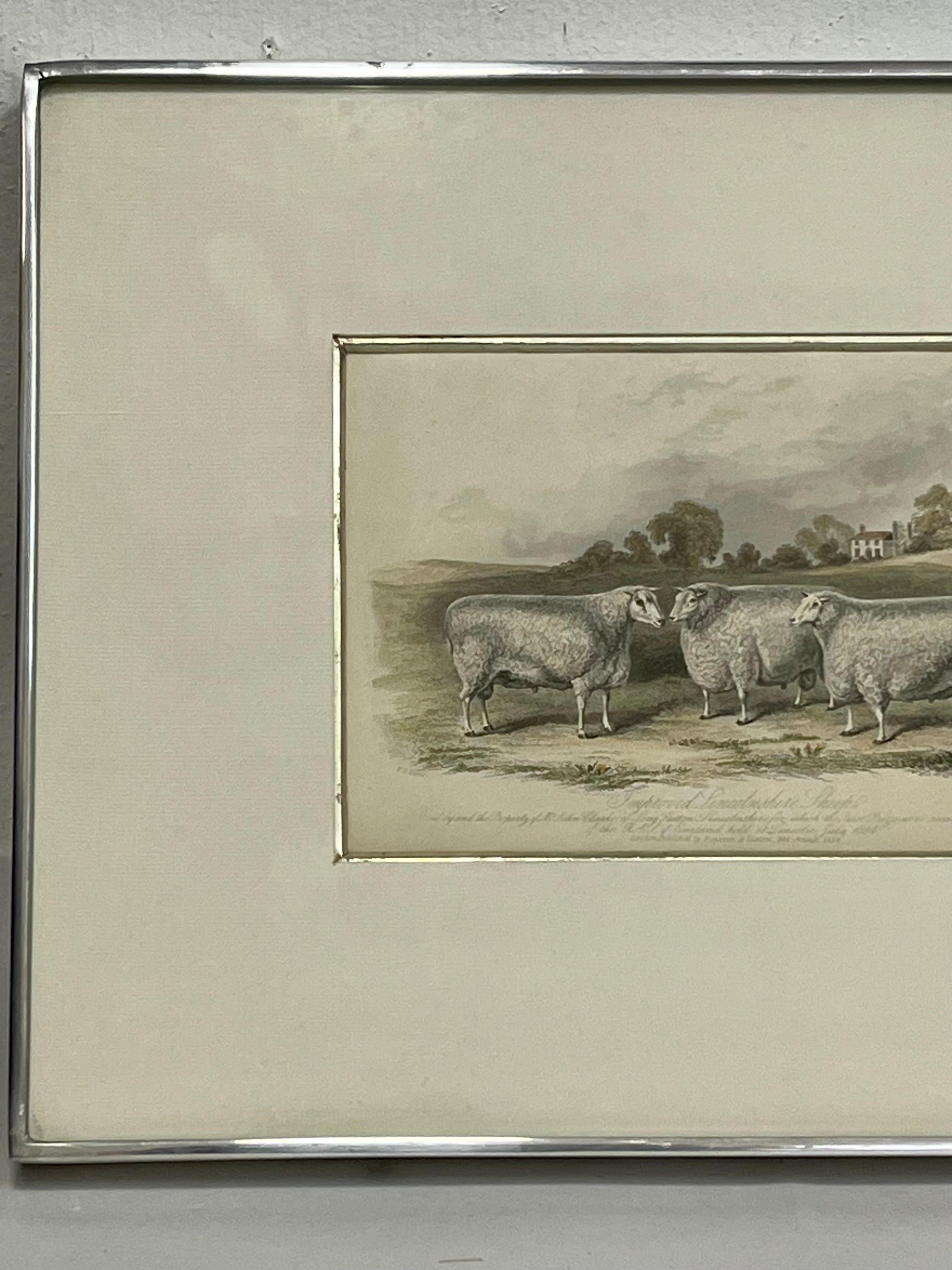 Metal 19th Century British Print of Improved Lincolnshire Sheep in Kulicke Frame For Sale