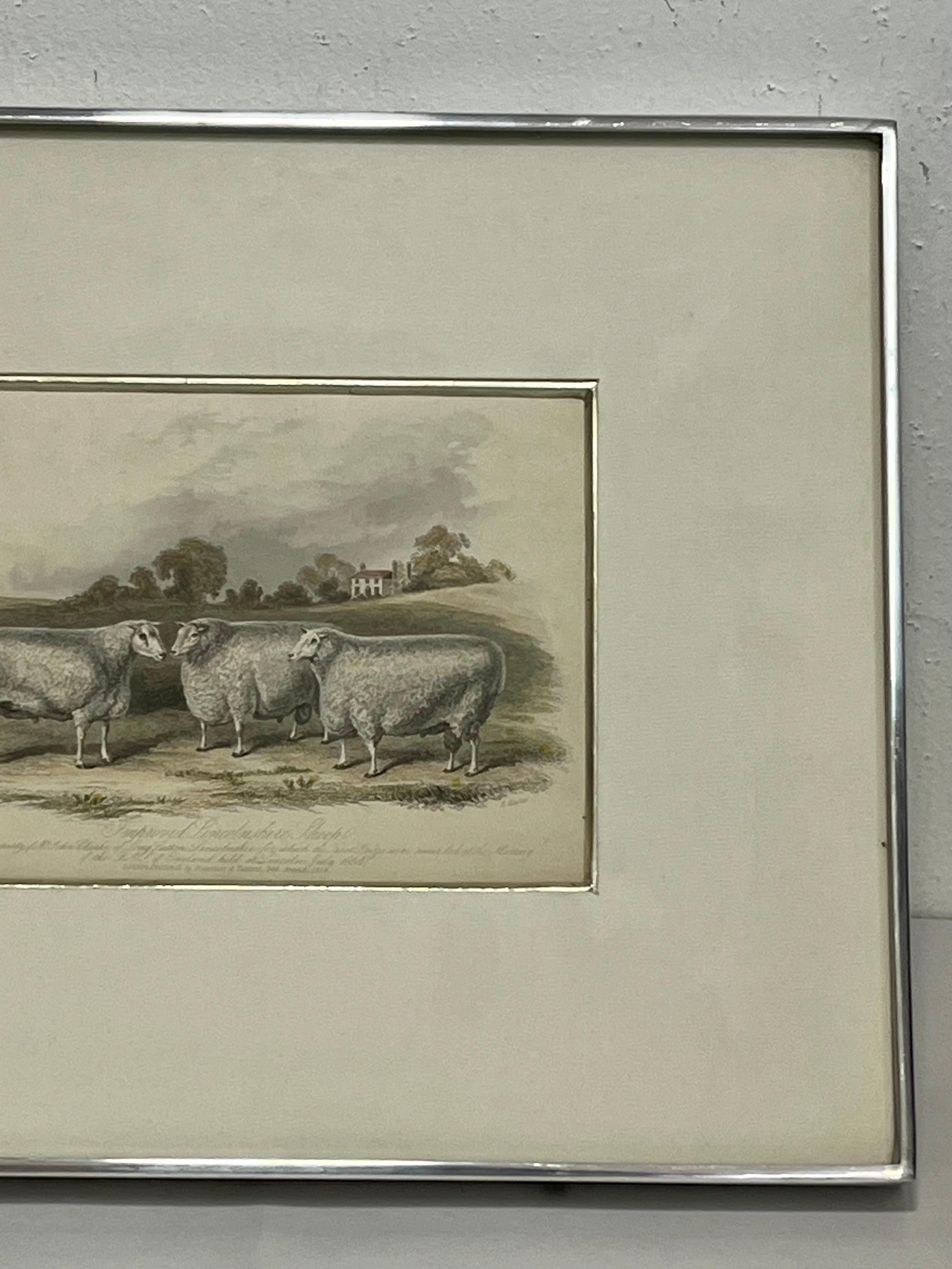 Métal Impression britannique du 19ème siècle de moutons du Lincolnshire approuvés dans un cadre Kulicke en vente